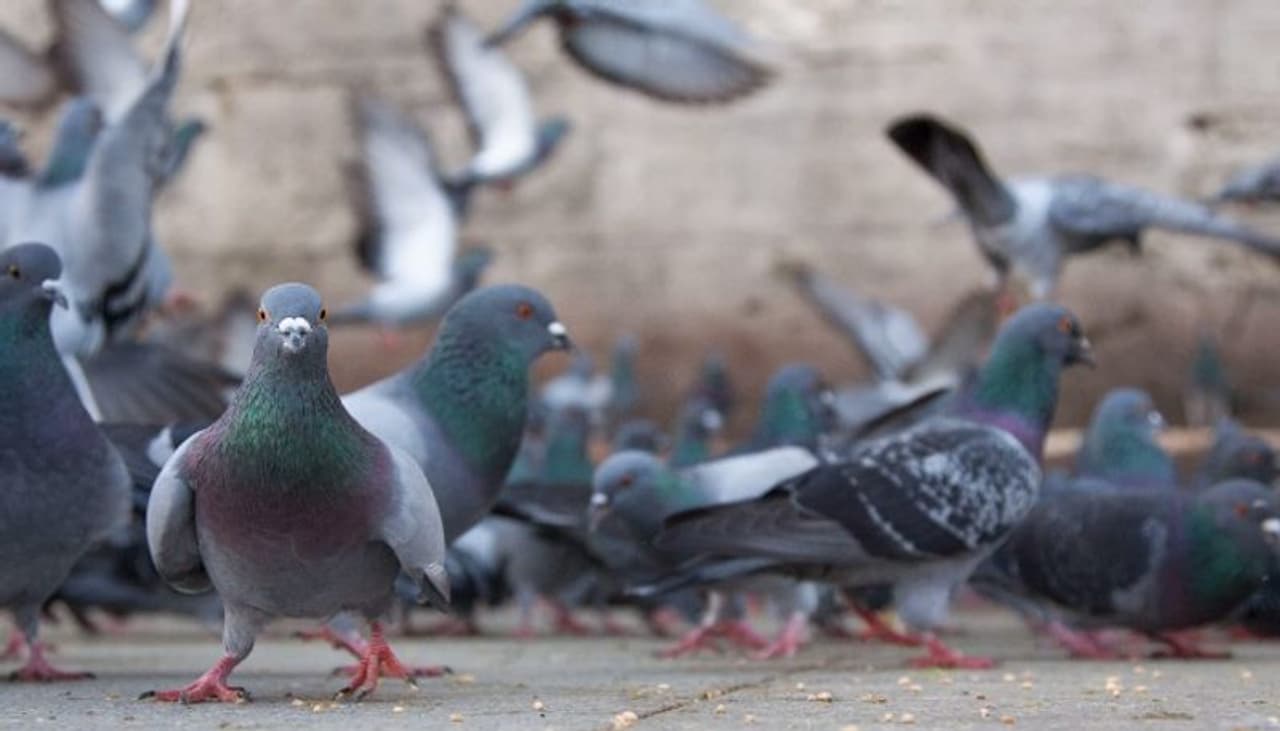 pigeons infectious disease pigeons infectious disease
