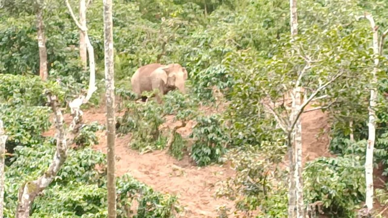 <p>ಕಾಫಿ ತೋಟದ ನಡುವೆ ಸಿಲುಕಿ ಅಮ್ಮನ ಸೇರಲು ಹಂಬಲಿಸುತ್ತಿರೋ ಐದು ದಿನದ ಮರಿಯಾನೆ</p> <p>ಕಾಫಿ ತೋಟದ ನಡುವೆ ಸಿಲುಕಿ ಅಮ್ಮನ ಸೇರಲು ಹಂಬಲಿಸುತ್ತಿರೋ ಐದು ದಿನದ ಮರಿಯಾನೆ</p>