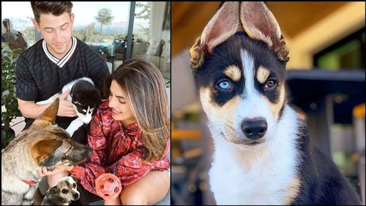 <p>ರಿದ್ಧಿಮಾ ಕಪೂರ್, ಪ್ರಿಯಾಂಕ ಚೋಪ್ರಾ ಸೇರಿ ಬಹಳಷ್ಟು ಬಿಟೌನ್ ಸೆಲೆಬ್ರಿಟಿಗಳು ಪೆಟ್ ಖರೀದಿಸಿ ಮನೆಗೆ ತಂದಿದ್ದಾರೆ. </p> <p>ರಿದ್ಧಿಮಾ ಕಪೂರ್, ಪ್ರಿಯಾಂಕ ಚೋಪ್ರಾ ಸೇರಿ ಬಹಳಷ್ಟು ಬಿಟೌನ್ ಸೆಲೆಬ್ರಿಟಿಗಳು ಪೆಟ್ ಖರೀದಿಸಿ ಮನೆಗೆ ತಂದಿದ್ದಾರೆ. </p>