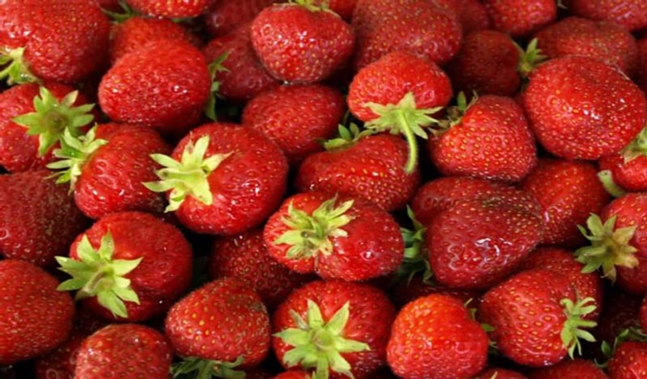 <p style="text align: justify;"><strong>ಸ್ಟ್ರಾಬೆರಿ ಸಕ್ಕರೆ ಮಟ್ಟವನ್ನು ನಿಯಂತ್ರಣದಲ್ಲಿರಿಸುತ್ತದೆ :&nbsp;</strong>ಸ್ಟ್ರಾಬೆರಿ ಗಳನ್ನು ತಿನ್ನುವ ಮೂಲಕ ದೇಹದಲ್ಲಿರುವ ಸಕ್ಕರೆಯ ಮಟ್ಟವನ್ನು ನಿಯಂತ್ರಣದಲ್ಲಿಡುತ್ತದೆ. ಇದು ವೈಜ್ಞಾನಿಕ ಅಧ್ಯಯನದಲ್ಲೂ ಸಾಬೀತಾಗಿದೆ. ಸ್ಟ್ರಾಬೆರಿ ಹಣ್ಣುಗಳನ್ನು ತಿನ್ನುವುದರಿಂದ ದೇಹದಲ್ಲಿ &nbsp;ಸಕ್ಕರೆಯ ಮಟ್ಟವನ್ನು ನಿಯಂತ್ರಿಸುತ್ತದೆ ಎಂದು ಹೇಳಲಾಗುತ್ತದೆ. &nbsp;ಆದ್ದರಿಂದ ಬೇಸಿಗೆಯಲ್ಲಿ ಪುರುಷರು ಸ್ಟ್ರಾಬೆರಿ ತಿನ್ನಬೇಕೆಂದು ಸಲಹೆ ನೀಡಲಾಗುತ್ತದೆ.&nbsp;</p>