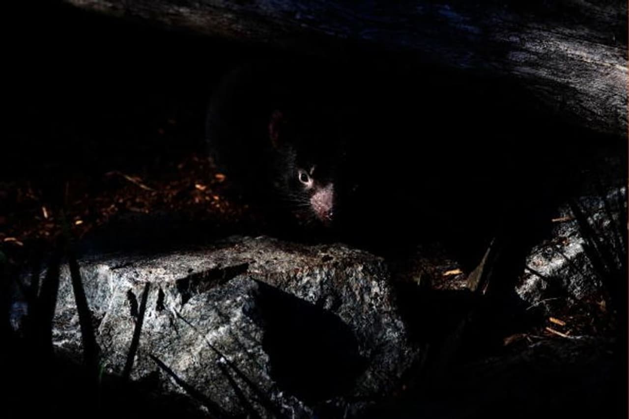 <p>വേട്ടയാടല്‍ മൂലം രാജ്യത്തെ പ്രധാന കാടുകളില്‍ ടാസ്‌മാനിയന്‍ പിശാചിന് വംശനാശം വന്നതോടെ ദ്വീപ സമൂഹമായ ടാസ്‌മാനിയയില്‍ നിന്ന് ഇവയെ ആസ്‌ട്രേലിയയിലെ പ്രധാന കാടുകളിലേക്ക് തിരികെ എത്തിക്കുകയാണ്.&nbsp;</p>