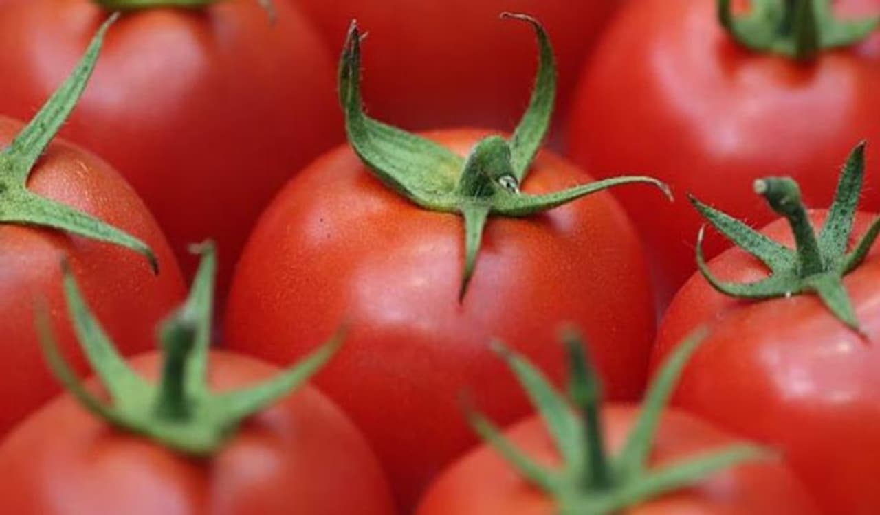 <p>ನಮ್ಮಲ್ಲಿ ಹೆಚ್ಚು ಜನ ಟೊಮ್ಯಾಟೊವನ್ನು ಫ್ರಿಜ್ ನಲ್ಲಿ ಸ್ಟೋರ್ ಮಾಡಿ ಇಡುತ್ತೇವೆ. ಆದರೆ ಹಾಗೆ ಮಾಡಲೇಬಾರದು. ಯಾಕೆಂದರೆ ಟೊಮ್ಯಾಟೊವನ್ನು ಫ್ರಿಜ್ ನಲ್ಲಿ ಇಡುವುದರಿಂದ ಅದು ಬೇಗನೆ ಹಾಳಾಗುತ್ತದೆ. ಇದನ್ನು ನಾವು ಒಣಗಿರುವ ಜಾಗದಲ್ಲಿ ಇಡಬೇಕು. ಹಾಗಿದ್ದರೆ ಮಾತ್ರ ಅದು ತುಂಬಾ ಸಮಯದವರೆಗೆ ಚೆನ್ನಾಗಿರುತ್ತದೆ.&nbsp;</p>