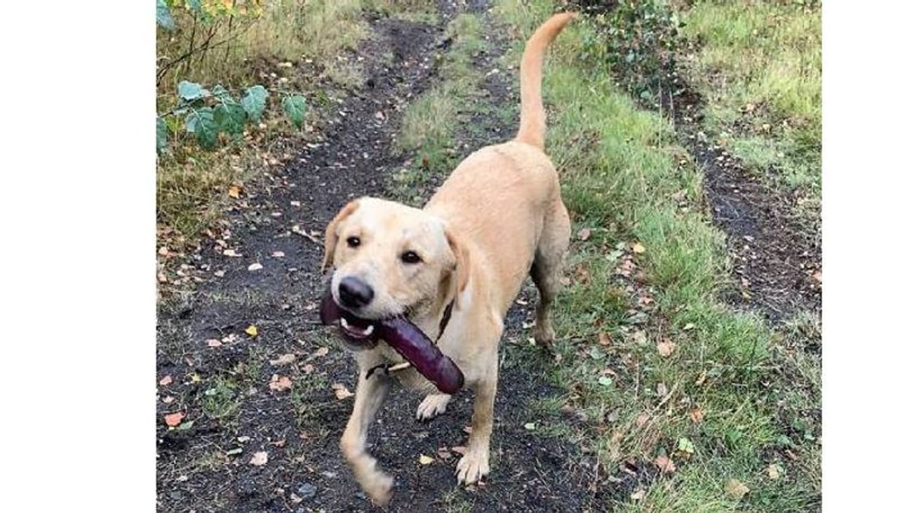 <p>ചാർളി എന്ന നായ ആണ് പുത്തന് 'കളിപ്പാട്ട'ത്തെ വിടാതെ കൊണ്ടുനടക്കുന്നത്. നായയുടെ ഉടമയായ ക്ലാര ഇവന്റെ കുസൃതി കണ്ട് ചിത്രമെടുക്കുകയും ചെയ്തു. </p> <p>ചാർളി എന്ന നായ ആണ് പുത്തന് 'കളിപ്പാട്ട'ത്തെ വിടാതെ കൊണ്ടുനടക്കുന്നത്. നായയുടെ ഉടമയായ ക്ലാര ഇവന്റെ കുസൃതി കണ്ട് ചിത്രമെടുക്കുകയും ചെയ്തു. </p>