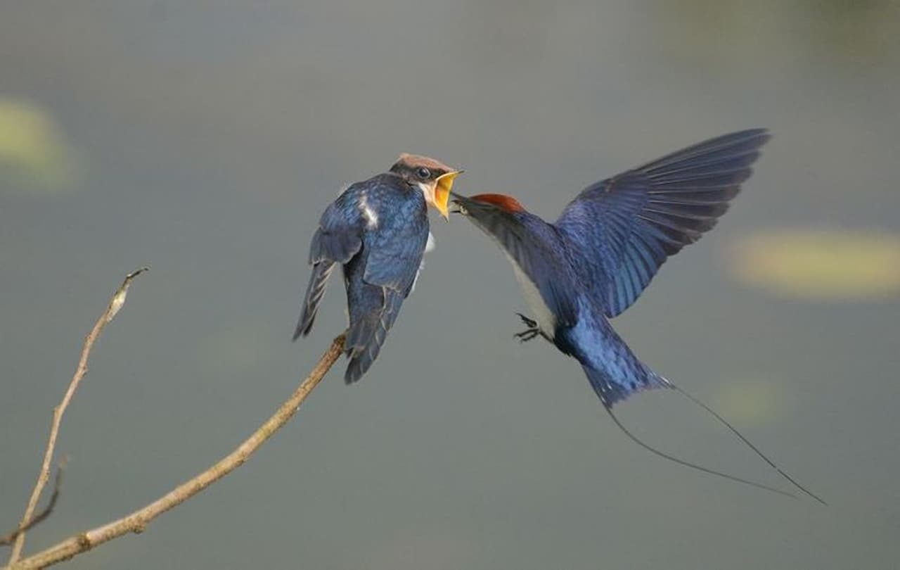 <p>വനം വന്യജീവി വാരാഘോഷത്തിന്റെ ഭാഗമായി വനം വകുപ്പ് നടത്തിയ ഫോട്ടോഗ്രഫി മത്സരത്തില് ഒന്നാം സ്ഥാനം നേടിയ ചിത്രം പകര്ത്തിയത് <strong>രവി പി എന്.</strong></p> <p>വനം വന്യജീവി വാരാഘോഷത്തിന്റെ ഭാഗമായി വനം വകുപ്പ് നടത്തിയ ഫോട്ടോഗ്രഫി മത്സരത്തില് ഒന്നാം സ്ഥാനം നേടിയ ചിത്രം പകര്ത്തിയത് <strong>രവി പി എന്.</strong></p>