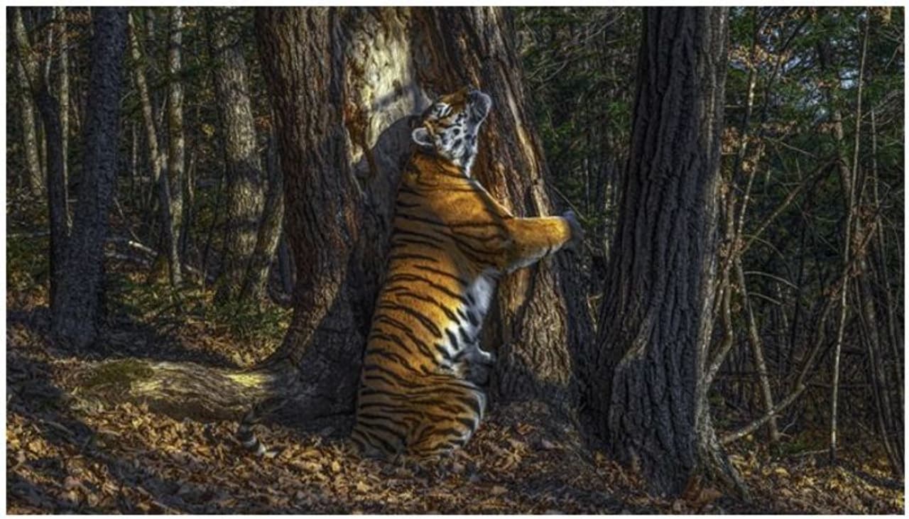 <p>കാടിന്റെ വന്യതയില്, മുന്കാലുകളാല് മരത്തെ പുണര്ന്ന് പിന്കാലില് നില്ക്കുന്ന പെണ്കടുവയുടെ ചിത്രത്തിനാണ് ഇത്തവണത്തെ ഏറ്റവും മികച്ച വന്യജീവി ഫോട്ടോഗ്രഫിക്കുള്ള ലണ്ടനിലെ ദി നാച്ചുറല് ഹിസ്റ്ററി മ്യൂസിയത്തിന്റെ സമ്മാനം ലഭിച്ചത്. സെര്ജി ഗോര്ഷ്കോവ് റഷ്യയില് നിന്നെടുത്ത സൈബീരിയന് പെണ് കടുവയുടെ ചിത്രമാണിത്. റഷ്യയിലെ നാഷണല് പാര്ക്കില് നിന്നാണ് സെര്ജി ഗോര്ഷ്കോവ് ഈ അപൂര്വ്വ ചിത്രമെടുത്തത്. സ്വന്തം അതിര്ത്തി അടയാളപ്പെടുത്തുന്നതിന്റെ ഭാഗമായി പെണ്കടുവ മരവുമായുള്ള സല്ലാപത്തിലാണ്. ഒരു ഓയില് പെയിന്റ് പോലെ മനോഹരമാണ് ഈ ചിത്രമെന്നാണ് അവാര്ഡ് വിധികര്ത്താക്കളില് ഒരാളായ റോസ് കിഡമാന് കോക്സ് പറയുന്നത്.</p><p><span style="font size:10px;">( ചിത്രത്തിന് കടപ്പാട് : Wildlife Photographer of the Year 2020 )</span></p> <p>കാടിന്റെ വന്യതയില്, മുന്കാലുകളാല് മരത്തെ പുണര്ന്ന് പിന്കാലില് നില്ക്കുന്ന പെണ്കടുവയുടെ ചിത്രത്തിനാണ് ഇത്തവണത്തെ ഏറ്റവും മികച്ച വന്യജീവി ഫോട്ടോഗ്രഫിക്കുള്ള ലണ്ടനിലെ ദി നാച്ചുറല് ഹിസ്റ്ററി മ്യൂസിയത്തിന്റെ സമ്മാനം ലഭിച്ചത്. സെര്ജി ഗോര്ഷ്കോവ് റഷ്യയില് നിന്നെടുത്ത സൈബീരിയന് പെണ് കടുവയുടെ ചിത്രമാണിത്. റഷ്യയിലെ നാഷണല് പാര്ക്കില് നിന്നാണ് സെര്ജി ഗോര്ഷ്കോവ് ഈ അപൂര്വ്വ ചിത്രമെടുത്തത്. സ്വന്തം അതിര്ത്തി അടയാളപ്പെടുത്തുന്നതിന്റെ ഭാഗമായി പെണ്കടുവ മരവുമായുള്ള സല്ലാപത്തിലാണ്. ഒരു ഓയില് പെയിന്റ് പോലെ മനോഹരമാണ് ഈ ചിത്രമെന്നാണ് അവാര്ഡ് വിധികര്ത്താക്കളില് ഒരാളായ റോസ് കിഡമാന് കോക്സ് പറയുന്നത്.</p><p><span style="font size:10px;">( ചിത്രത്തിന് കടപ്പാട് : Wildlife Photographer of the Year 2020 )</span></p>