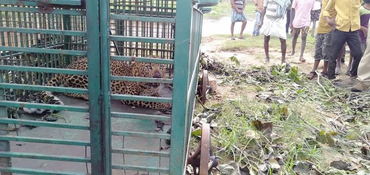 <p>ಕಳೆದ ನಾಲ್ಕು ದಿನಗಳ ಹಿಂದೆ ಪ್ರವಾಸಕ್ಕೆ ಬಂದಿದ್ದ ಹೈದರಾಬಾದ್ನ ಪ್ರವಾಸಿಗರ ಮೇಲೆ ದಾಳಿ ನಡೆಸಿ ಬಾಲಕನನ್ನು ತೀವ್ರ ಗಾಯಗೊಳಿಸಿದ್ದ ಚಿರತೆ</p> <p>ಕಳೆದ ನಾಲ್ಕು ದಿನಗಳ ಹಿಂದೆ ಪ್ರವಾಸಕ್ಕೆ ಬಂದಿದ್ದ ಹೈದರಾಬಾದ್ನ ಪ್ರವಾಸಿಗರ ಮೇಲೆ ದಾಳಿ ನಡೆಸಿ ಬಾಲಕನನ್ನು ತೀವ್ರ ಗಾಯಗೊಳಿಸಿದ್ದ ಚಿರತೆ</p>