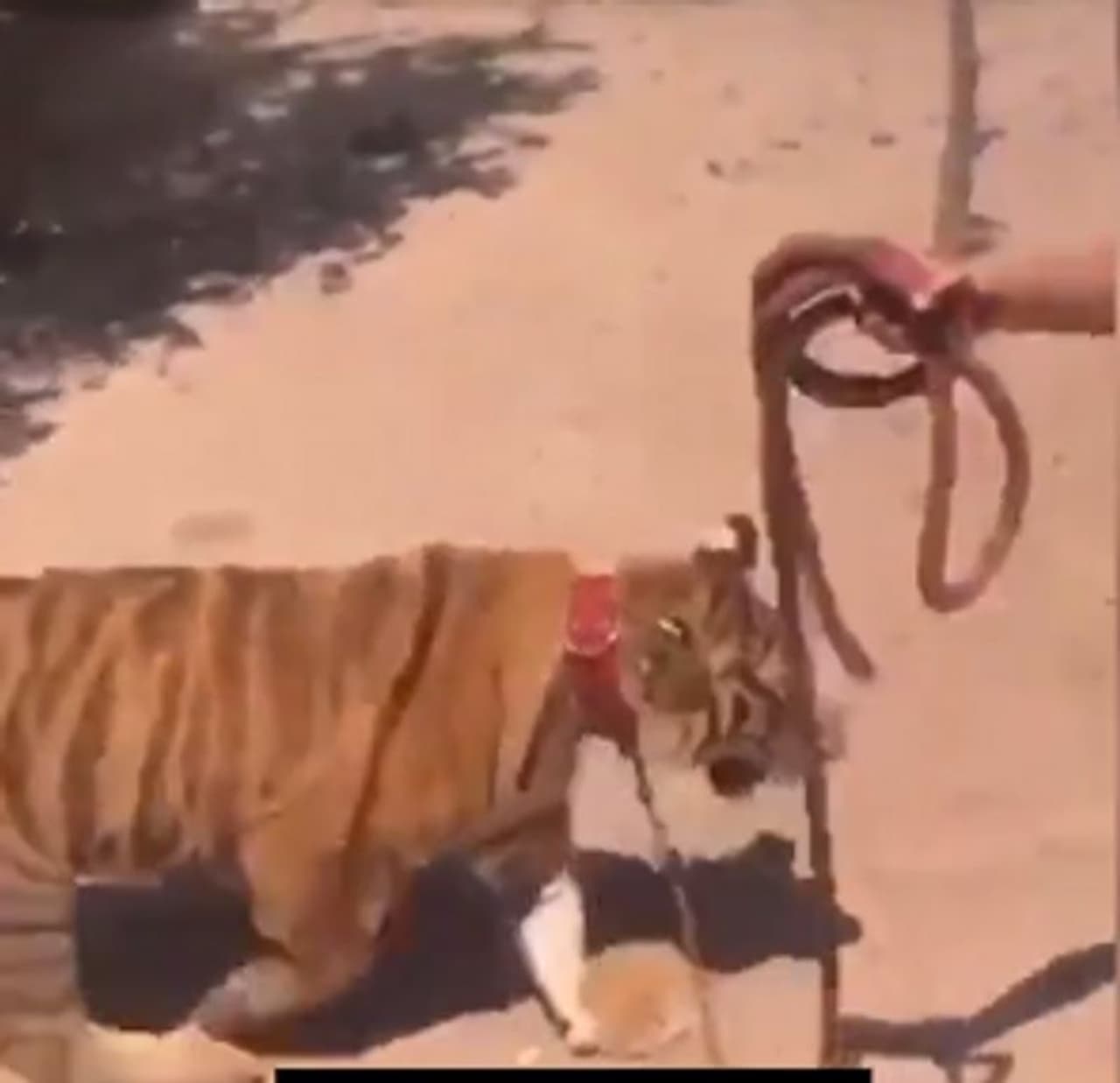 <p>പടിഞ്ഞാറന് മെക്സിക്കോയിലാണ് സംഭവം. കടുവയുമായി പോകുന്ന കുട്ടിയുടെ അച്ഛന്റെ സുഹൃത്ത് കാറില് പോകുമ്പോഴാണ് വീഡിയോ എടുത്തിരിക്കുന്നത്. </p> <p>പടിഞ്ഞാറന് മെക്സിക്കോയിലാണ് സംഭവം. കടുവയുമായി പോകുന്ന കുട്ടിയുടെ അച്ഛന്റെ സുഹൃത്ത് കാറില് പോകുമ്പോഴാണ് വീഡിയോ എടുത്തിരിക്കുന്നത്. </p>