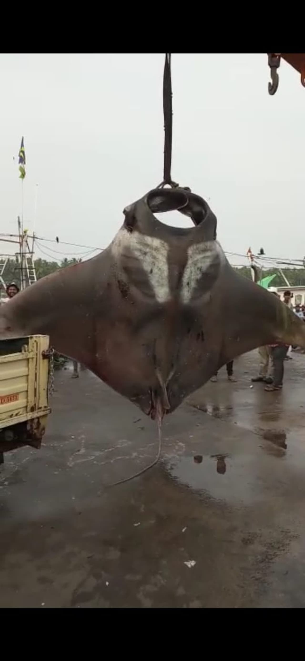 <p>ಮಲ್ಪೆ ಮೀನುಗಾರರಿಗೆ ಬುಧವಾರ ಸಿಕ್ಕ ಮೀನು ಮಾತ್ರ ಬಲು ಅಪರೂಪವಾಗಿದ್ದು ಮಾತ್ರವಲ್ಲ, ಗಾತ್ರದಲ್ಲೂ ದಾಖಲೆ ನಿರ್ಮಿಸಿದೆ.</p>