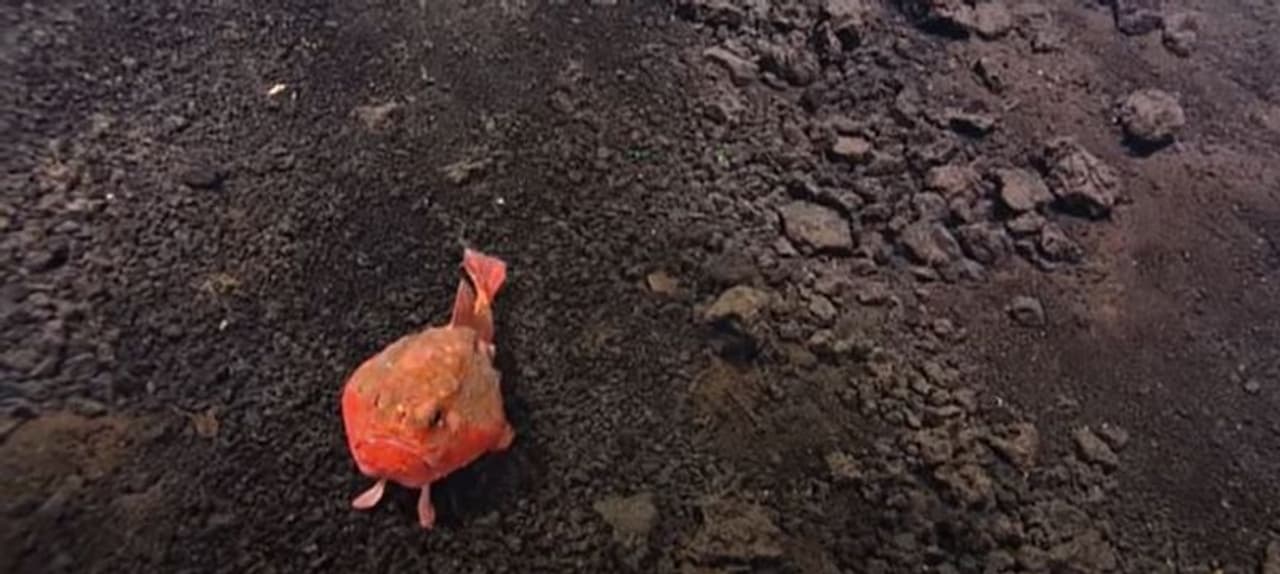 <p>ஆரஞ்சு நிறத்தில் பார்க்கவே வித்தியாசமாக இருக்கும் இது தான் நடக்கும் மீன் இனம் </p> <p>ஆரஞ்சு நிறத்தில் பார்க்கவே வித்தியாசமாக இருக்கும் இது தான் நடக்கும் மீன் இனம் </p>