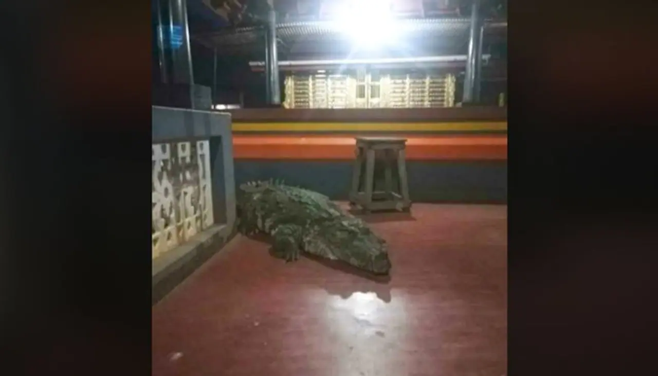 <p>Crocodile in a temple. It's not quite the everyday sight that one sees.</p><p>But this scene was witnessed at Sri Ananthapura temple in north Kerala's Kasaragod where a crocodile was spotted in its premises.</p>