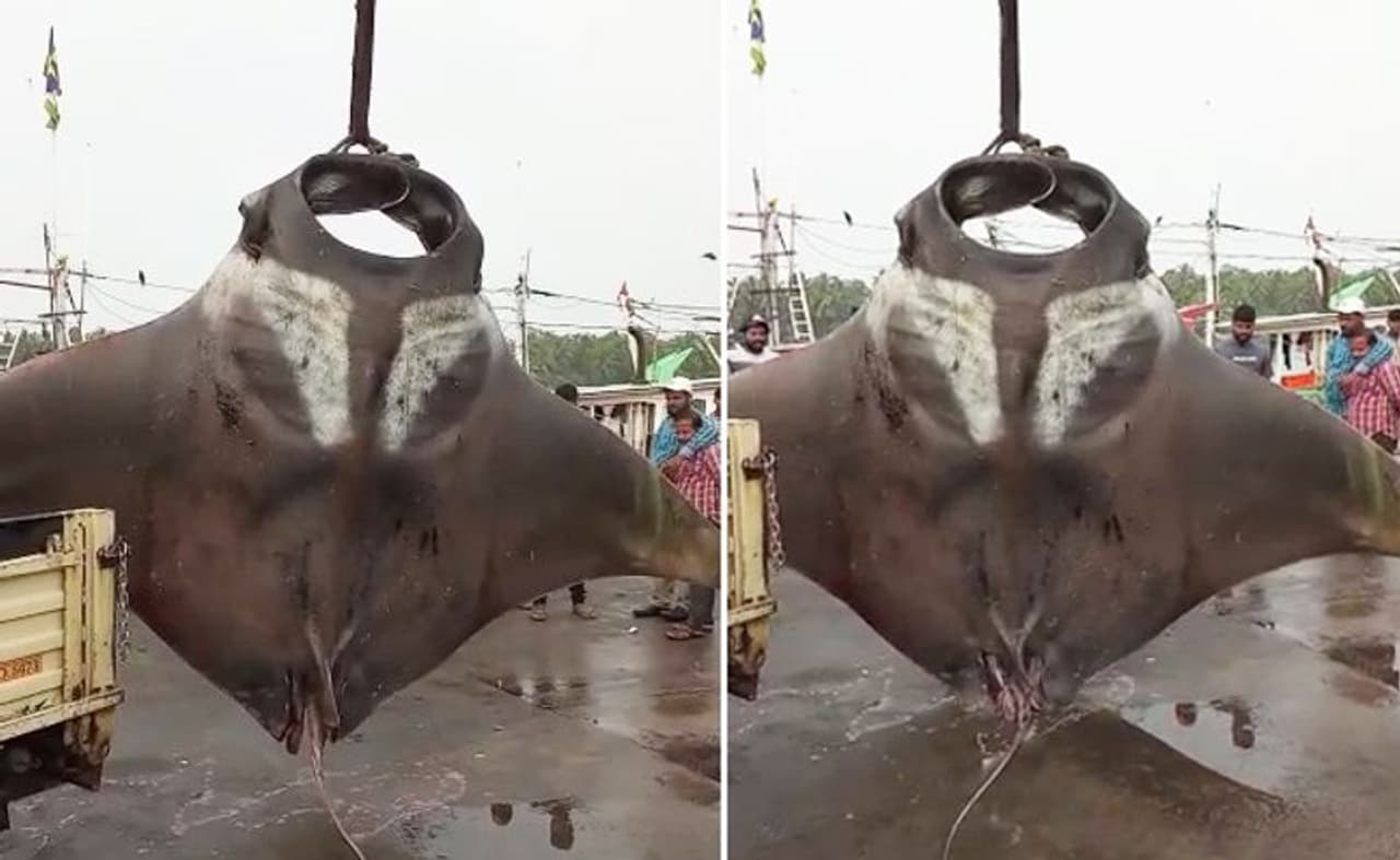 <p>ആഴക്കടൽ മത്സ്യബന്ധനത്തിന് പോയ സുഭാഷിന്റെ വലയിൽ വലിയ മാന്ത റേസ് മത്സ്യങ്ങൾ കുടുങ്ങുകയായിരുന്നു.</p> <p>ആഴക്കടൽ മത്സ്യബന്ധനത്തിന് പോയ സുഭാഷിന്റെ വലയിൽ വലിയ മാന്ത റേസ് മത്സ്യങ്ങൾ കുടുങ്ങുകയായിരുന്നു.</p>