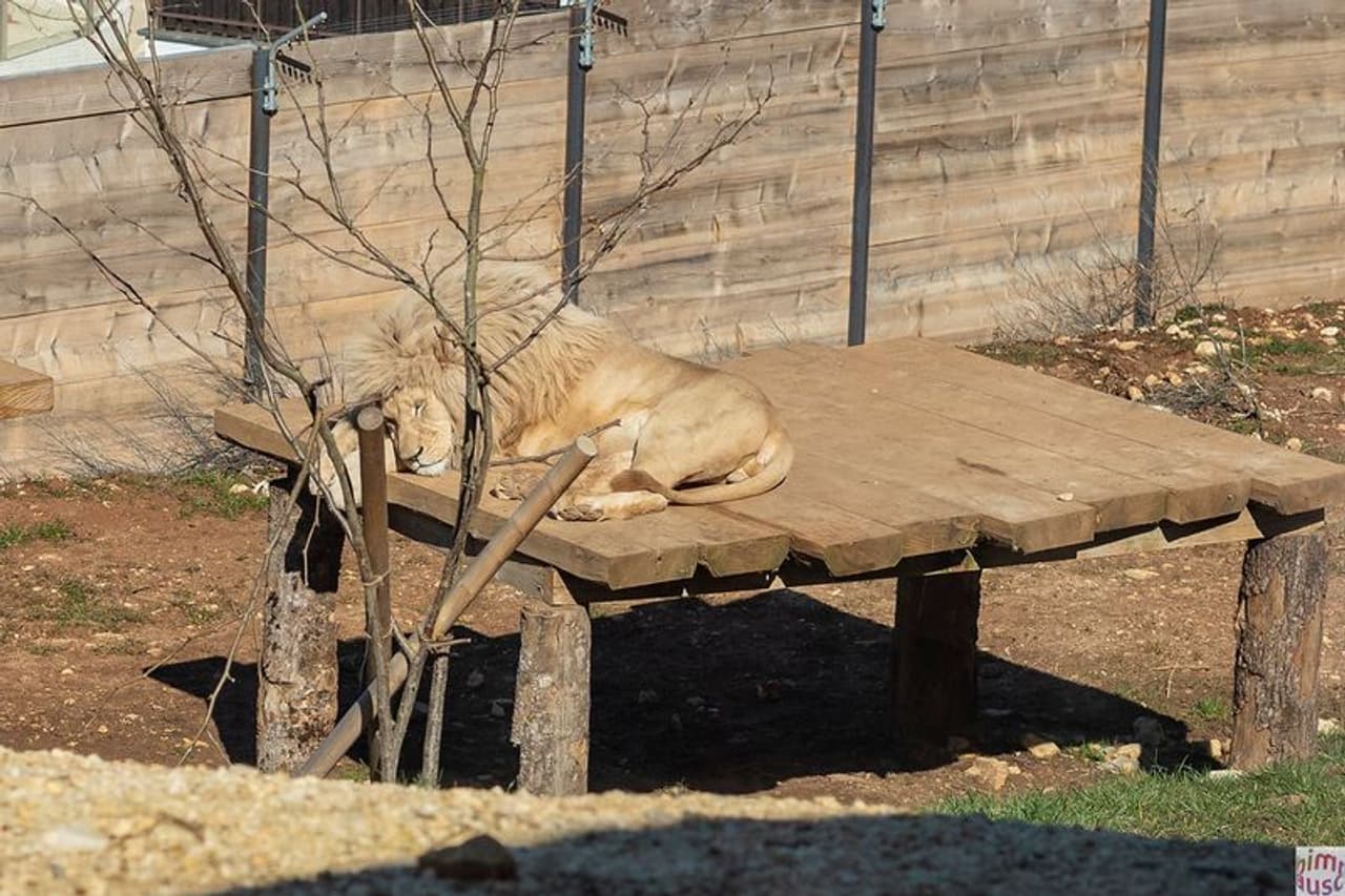 <p>ലോക്ഡൌണ്‍ ഇളവുകള്‍ വന്നിട്ടും സിക്കി സഫാരി പാര്‍ക്കിലും കാര്യമായ സന്ദര്‍ശകരില്ല. അതിനിടെ തന്‍റെ ഇണയായ ടിംബയേ തപ്പി ഇറങ്ങിയതാണ് സുംബ എന്ന സിംഹരാജന്‍.</p>