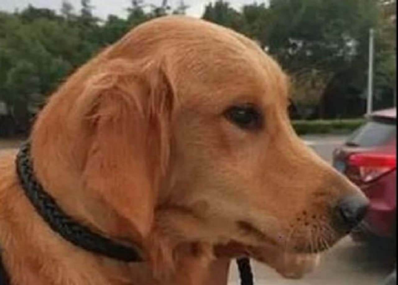 <p>ಚೀನಾದಲ್ಲಿ ನಾಯಿಯೊಂದು ತನ್ನ ಮಾಲೀಕನನ್ನು ಹುಡುಕಿಕೊಂಡು ಎರಡು ವಾರಗಳ ಕಾಲ 62 ಮೈಲಿ ನಡೆದಿದೆ.</p>