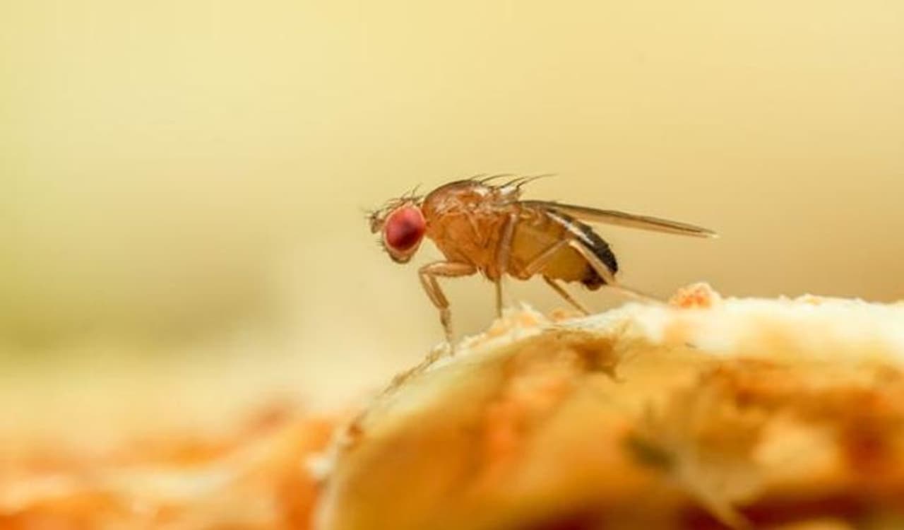 <p>ಅಷ್ಟೇ ಅಲ್ಲದೆ ಮನೆಯ ಯಾವುದೇ ಜಾಗದಲ್ಲಿ ಬಿದ್ದ ವಸ್ತು ಯಾವುದಾದರೂ ಕಂಡರೆ ಅಲ್ಲಿ ಸಾವಿರಾರು ನೊಣಗಳು ಕುಳಿತಿರುತ್ತವೆ. ಹಳ್ಳಿಗಳ ಕಡೆ ಇವುಗಳನ್ನು 'ಮಾವಿನಕಾಯಿ ಸೊಳ್ಳೆ ' ಎಂದು ಕರೆಯುತ್ತಾರೆ. ನೇರವಾಗಿ ನಮ್ಮ ಆಹಾರ ಪದಾರ್ಥಗಳ ಮೇಲೆ ಇವುಗಳು ದಾಳಿ ಮಾಡುವುದರಿಂದ ಖಂಡಿತವಾಗಿ&nbsp;ಸೋಂಕಿನಿಂದ&nbsp;ಆರೋಗ್ಯ ಹದಗೆಡುವುದು ಗ್ಯಾರಂಟಿ.</p>