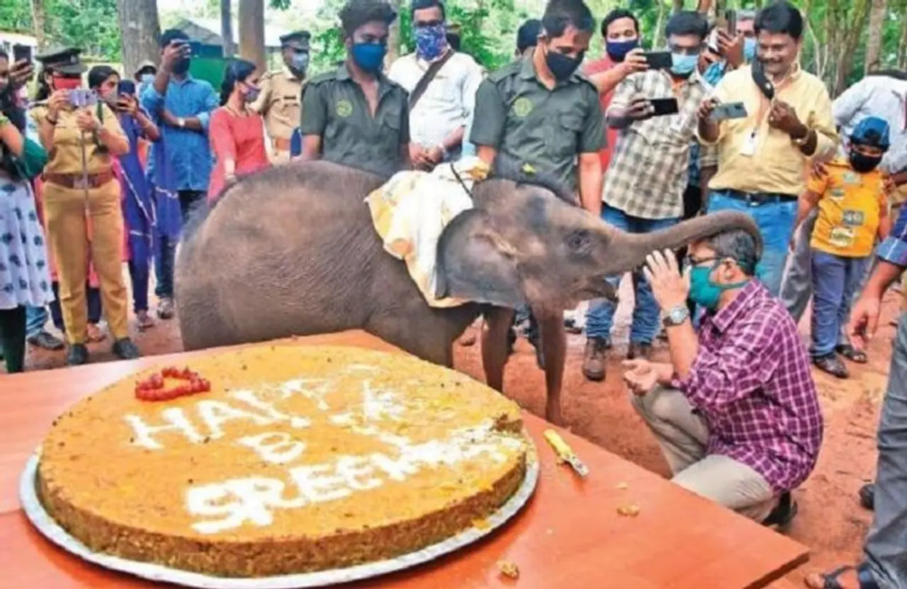 <p>ಕೇರಳದ ಶ್ರೀಕುಟ್ಟಿ ಎಂಬ ಆನೆ ತನ್ನ ಮೊದಲನೇ ವರ್ಷದ ಹುಟ್ಟುಹಬ್ಬ ಆಚರಿಸಿಕೊಂಡಿದೆ.</p>