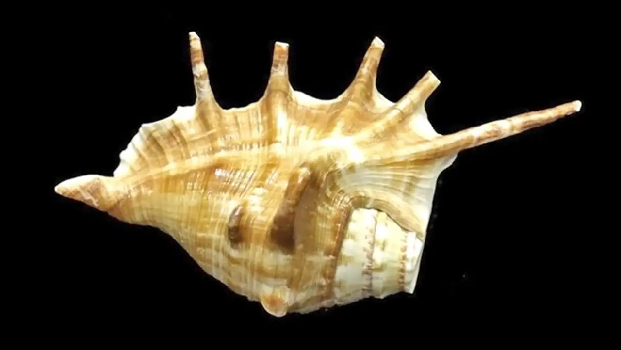 <p>ಶಂಖವನ್ನು ಊದುವ ಪ್ರಕ್ರಿಯೆಯಲ್ಲಿ ಗುದನಾಳದ ಸ್ನಾಯುಗಳಿಗೆ ವ್ಯಾಯಾಮ ಸಿಗುತ್ತದೆ, ಇದರಿಂದ ಗುದನಾಳದ ಸ್ನಾಯುಗಳು ಬಲಗೊಳ್ಳುತ್ತವೆ ಮತ್ತು ಕ್ರಮೇಣ ದುರ್ಬಲಗೊಳ್ಳುವುದರಿಂದ ಉಂಟಾಗುವ ಅನೇಕ ಸಮಸ್ಯೆಗಳನ್ನು ತಡೆಯುತ್ತದೆ. </p> <p>ಶಂಖವನ್ನು ಊದುವ ಪ್ರಕ್ರಿಯೆಯಲ್ಲಿ ಗುದನಾಳದ ಸ್ನಾಯುಗಳಿಗೆ ವ್ಯಾಯಾಮ ಸಿಗುತ್ತದೆ, ಇದರಿಂದ ಗುದನಾಳದ ಸ್ನಾಯುಗಳು ಬಲಗೊಳ್ಳುತ್ತವೆ ಮತ್ತು ಕ್ರಮೇಣ ದುರ್ಬಲಗೊಳ್ಳುವುದರಿಂದ ಉಂಟಾಗುವ ಅನೇಕ ಸಮಸ್ಯೆಗಳನ್ನು ತಡೆಯುತ್ತದೆ. </p>