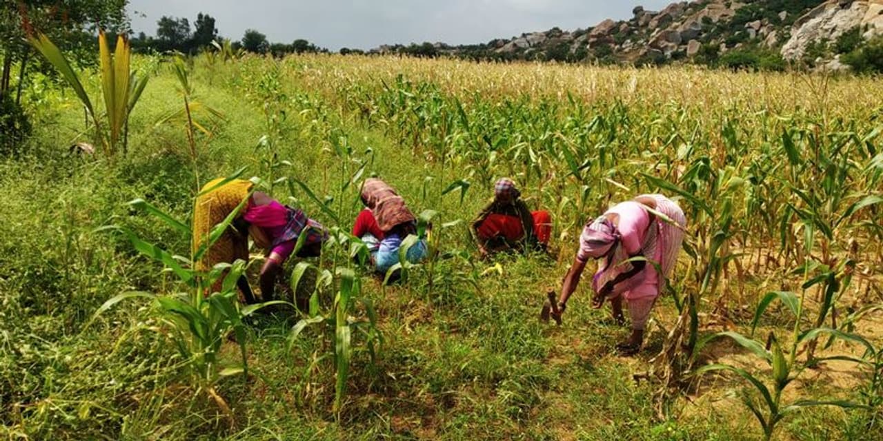 <p>ಹೊಸಪೇಟೆ ನಗರದ ಸಖಿ ಟ್ರಸ್ಟ್‌ ಮಾರ್ಗದರ್ಶನದಲ್ಲಿ 15 ಮಾಜಿ ದೇವದಾಸಿಯರು ಐದು ಎಕರೆ ಜಮೀನನ್ನು ಮೂರು ವರ್ಷದ ಮಟ್ಟಿಗೆ ಗುತ್ತಿಗೆ ಪಡೆದುಕೊಂಡು ಕೃಷಿ ಕಾರ್ಯ ಕೈಗೊಂಡಿದ್ದಾರೆ. ರಾಸಾಯನಿಕ ಗೊಬ್ಬರ ಹಾಗೂ ಔಷಧ ಬಳಸದೇ ಸಾವಯವ ಕೃಷಿಯಲ್ಲಿ ತೊಡಗಿಕೊಂಡಿದ್ದಾರೆ. ಈ ಮಹಿಳೆಯರು ಬತ್ತ, ಜೋಳ, ಮೆಕ್ಕೆಜೋಳ ಹಾಗೂ ತರಕಾರಿ ಬೆಳೆಯುತ್ತಿದ್ದಾರೆ.</p>