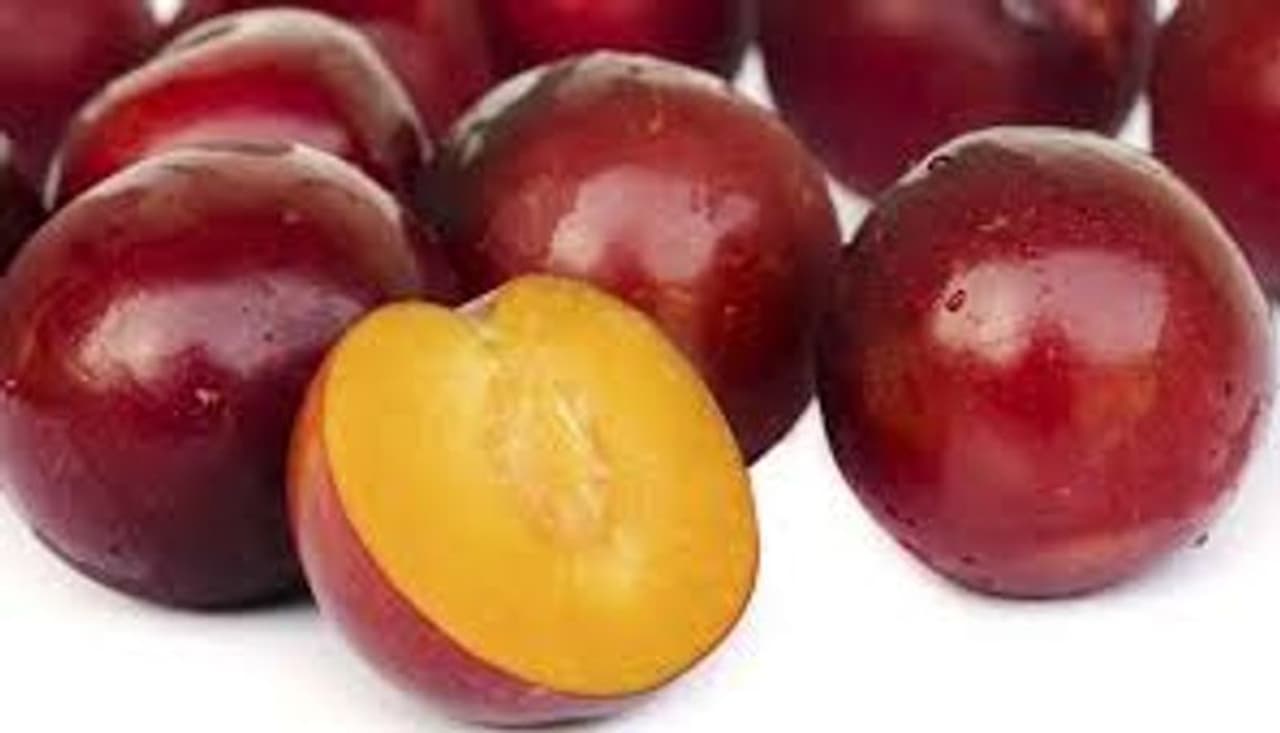 <p>We have been bestowed with amazingly nutritious and delicious fruits; one of these is plum, which is not just tasteful and healthy, but also comes in a panorama of colours. This succulent fruit belongs to the Rosacea family and genus prunus domestica, which also includes almonds and peaches.</p> <p>We have been bestowed with amazingly nutritious and delicious fruits; one of these is plum, which is not just tasteful and healthy, but also comes in a panorama of colours. This succulent fruit belongs to the Rosacea family and genus prunus domestica, which also includes almonds and peaches.</p>