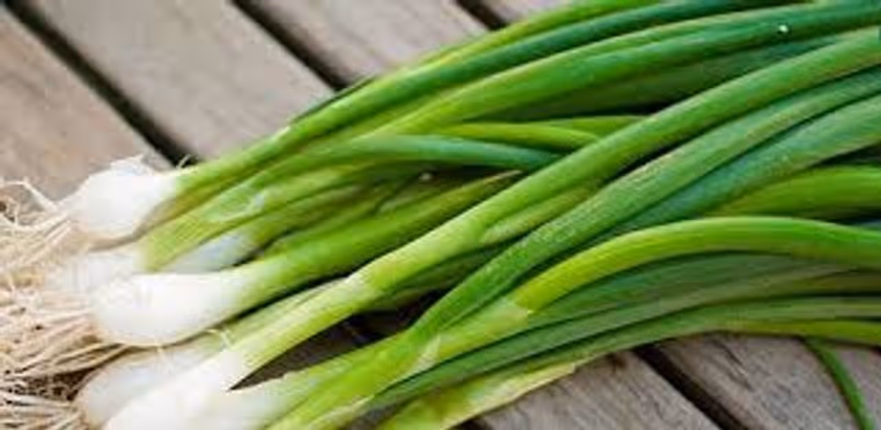 Spring Onion Spring Onion