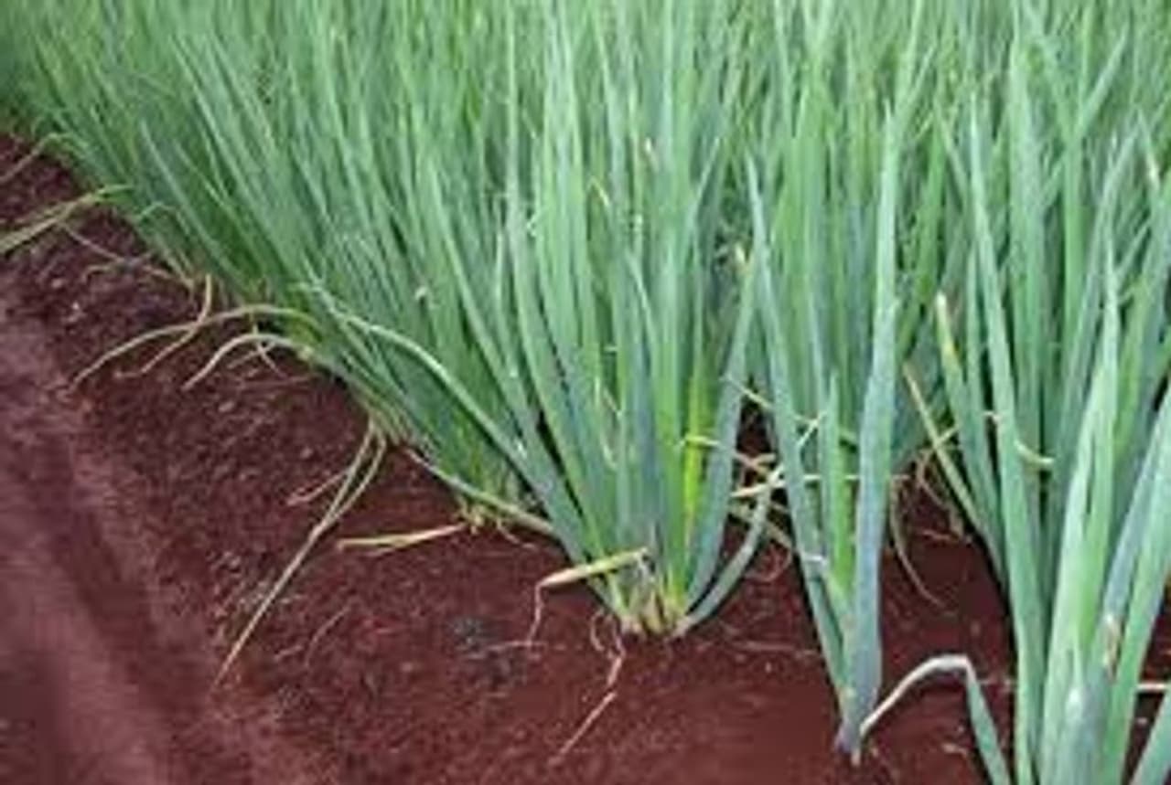 <p>வெங்காயத்தாள் சர்க்கரை நோயை கட்டுப்படுத்தி, புற்றுநோயை குணப்படுத்தும்.வெங்காயத்தாளின் பாக்டீரியா எதிர்ப்பு பண்புகளினால், செரிமான உபாதைகளுக்கு நிவாரணம் கூட வழங்குகிறது. இதிலுள்ள வைட்டமின் சி நோய் எதிர்ப்பு சக்தியை அதிகரித்து, உடலை நோயிலிருந்து பாதுகாக்கிறது. </p> <p>வெங்காயத்தாள் சர்க்கரை நோயை கட்டுப்படுத்தி, புற்றுநோயை குணப்படுத்தும்.வெங்காயத்தாளின் பாக்டீரியா எதிர்ப்பு பண்புகளினால், செரிமான உபாதைகளுக்கு நிவாரணம் கூட வழங்குகிறது. இதிலுள்ள வைட்டமின் சி நோய் எதிர்ப்பு சக்தியை அதிகரித்து, உடலை நோயிலிருந்து பாதுகாக்கிறது. </p>