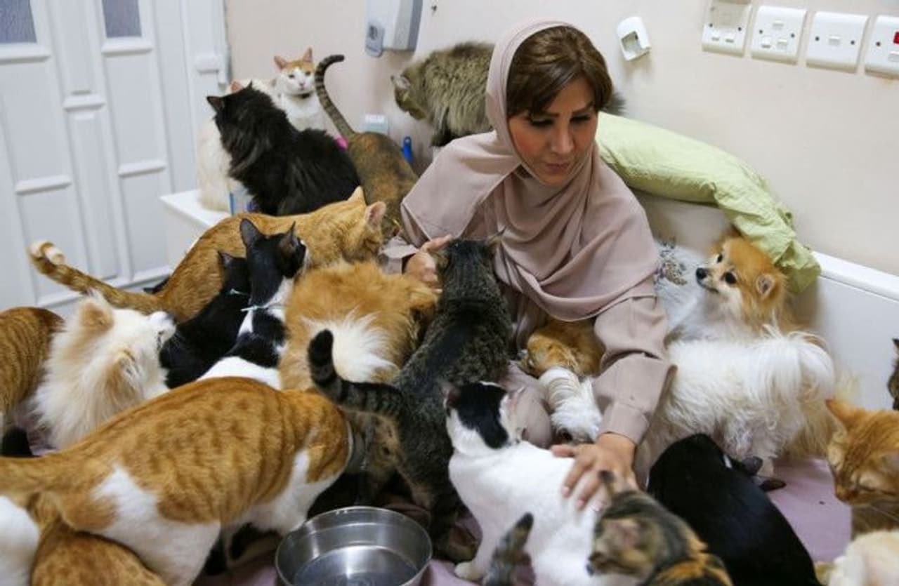 <p>ನೆರೆಹೊರೆಯವರ ದೂರು ಮತ್ತು ಹೆಚ್ಚಿದ ಖರ್ಚಿನ ಹೊರತಾಗಿಯೂ, ಮರಿಯಮ್ 480 ಬೆಕ್ಕುಗಳು ಮತ್ತು 12 ನಾಯಿಗಳ ಜೊತೆ ತನ್ನ ಮನೆಯಲ್ಲಿ ವಾಸಿಸುತ್ತಿದ್ದು, ಅವಳ ಸಾಕುಪ್ರಾಣಿಗಳು ಮನುಷ್ಯರಿಗಿಂತ ಉತ್ತಮ ಸಹಚರರು ಎಂದು ಹೇಳುತ್ತಾರೆ.</p> <p>ನೆರೆಹೊರೆಯವರ ದೂರು ಮತ್ತು ಹೆಚ್ಚಿದ ಖರ್ಚಿನ ಹೊರತಾಗಿಯೂ, ಮರಿಯಮ್ 480 ಬೆಕ್ಕುಗಳು ಮತ್ತು 12 ನಾಯಿಗಳ ಜೊತೆ ತನ್ನ ಮನೆಯಲ್ಲಿ ವಾಸಿಸುತ್ತಿದ್ದು, ಅವಳ ಸಾಕುಪ್ರಾಣಿಗಳು ಮನುಷ್ಯರಿಗಿಂತ ಉತ್ತಮ ಸಹಚರರು ಎಂದು ಹೇಳುತ್ತಾರೆ.</p>