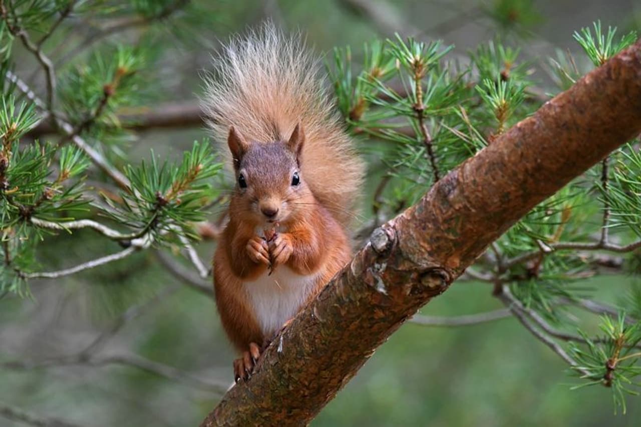 <p>ಸಾಮಾನ್ಯವಾಗಿ ಅಳಿಲುಗಳು ಕಂದು ಬಣ್ಣದಲ್ಲಿರುತ್ತವೆ.&nbsp;</p>