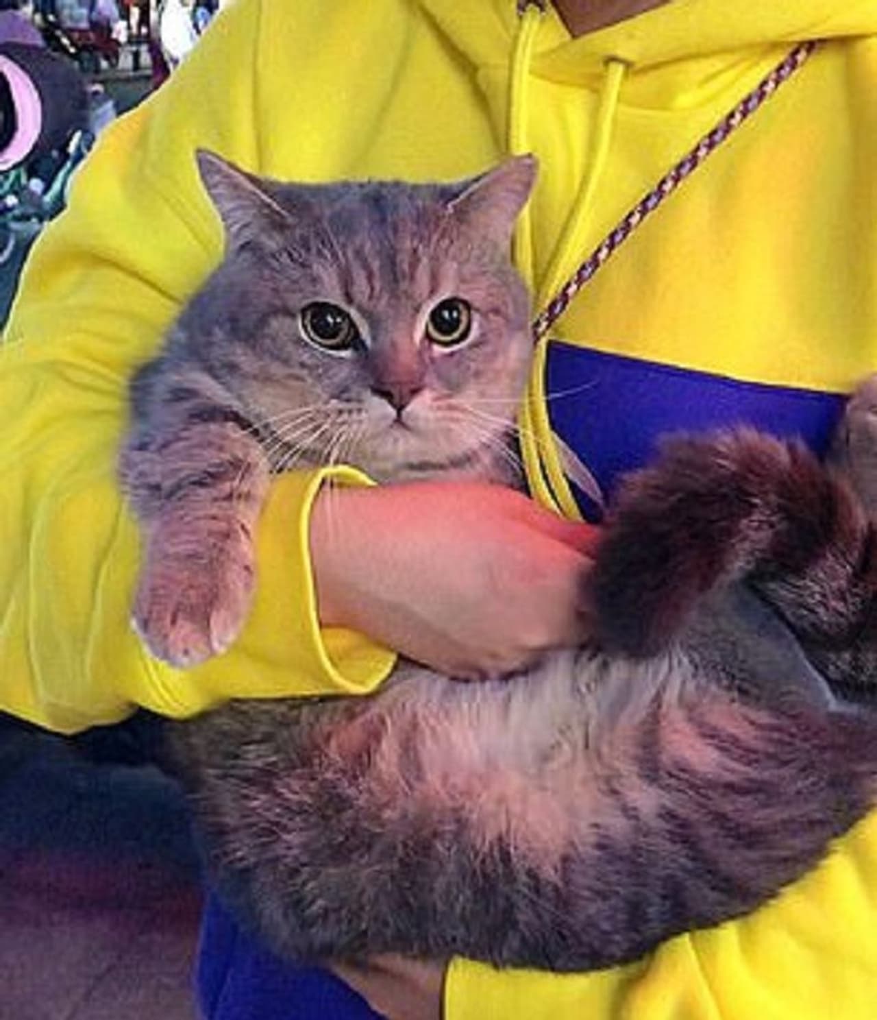 <p>ಅಯ್ಯೋ, ಕಾಲೇಜಿಗೆ ತಡವಾಗುತ್ತಿದೆ. ಬೇಗ ಬೇಗ ರೆಡಿಯಾಗುತ್ತಿದ್ದಳು ಆಕೆ. ಸಾಕಿದ ಬೆಕ್ಕು ಕಾಲಿಗೆ ಅಡ್ಡ ಬಂದಿದೆ. ಮುದ್ದು ಮಾಡಿದ್ದಾಳೆ. ಕೆಳಗಿಳಿಯೋಲ್ಲ ಅಂತ ಹಠ ಮಾಡಿದೆ.</p> <p>ಅಯ್ಯೋ, ಕಾಲೇಜಿಗೆ ತಡವಾಗುತ್ತಿದೆ. ಬೇಗ ಬೇಗ ರೆಡಿಯಾಗುತ್ತಿದ್ದಳು ಆಕೆ. ಸಾಕಿದ ಬೆಕ್ಕು ಕಾಲಿಗೆ ಅಡ್ಡ ಬಂದಿದೆ. ಮುದ್ದು ಮಾಡಿದ್ದಾಳೆ. ಕೆಳಗಿಳಿಯೋಲ್ಲ ಅಂತ ಹಠ ಮಾಡಿದೆ.</p>