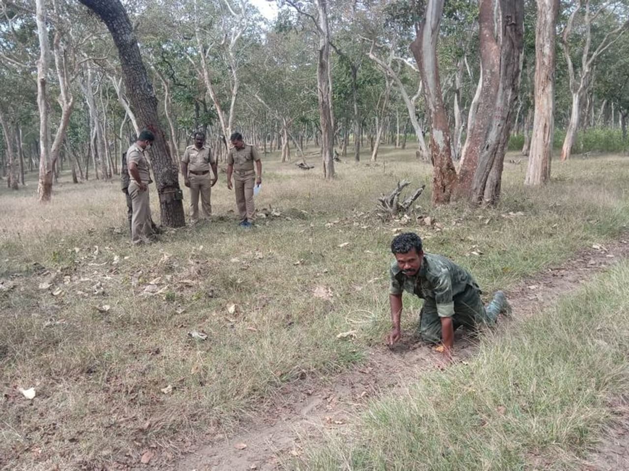 <p>325 ചതുരശ്ര കിലോമീറ്റര്‍ വിസ്തൃതിയുള്ള വനമേഖലയാണ് മുതുമല. വനത്തില്‍ വിവിധ സ്ഥലങ്ങളിലായി 191 ഇടങ്ങളില്‍ ക്യാമറകള്‍ സ്ഥാപിച്ചുകൊണ്ടാണ് കണക്കെടുപ്പ് തുടങ്ങിയത്.&nbsp;</p>