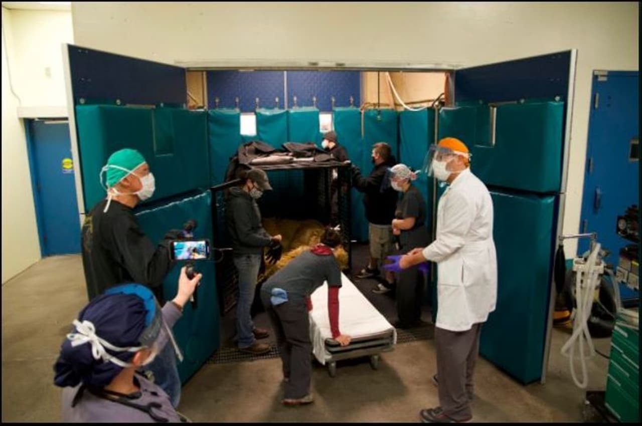 <p>ಗರ್ಭಕೋಶ ಸಮಸ್ಯೆಯಿಂದ ಬಳಲುತ್ತಿದ್ದ ಸಿಂಹಿಣಿಯೊಂದನ್ನು ರಕ್ಷಿಸಲಾಗಿದೆ.</p>