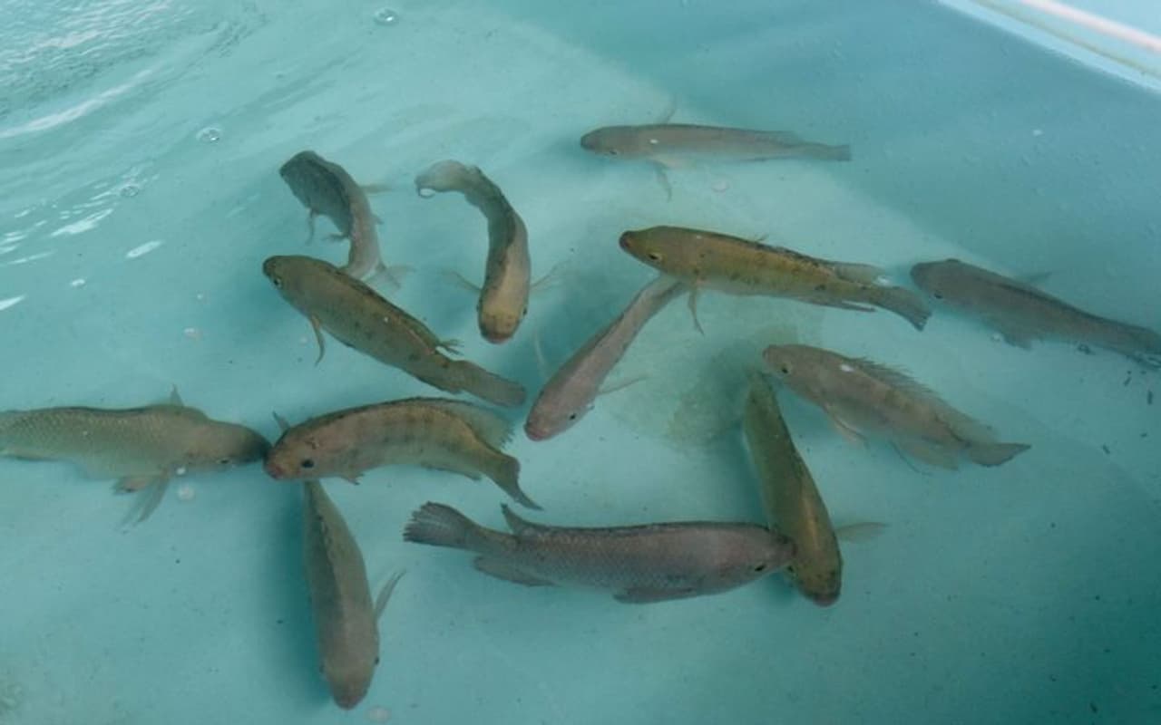 <p>കോവിഡ് പശ്ചാത്തലത്തിൽ മത്സ്യവിപണനത്തിൽ കർഷകർ നേരിടുന്ന പ്രതിസന്ധി പരിഹരിക്കുകയെന്ന ലക്ഷ്യത്തോടെയാണ് സിഎംഎഫ്ആർഐ പദ്ധതി ആരംഭിച്ചത്. ഇടനിലക്കാരുടെ സഹായമില്ലാതെ തന്നെ ആവശ്യക്കാരിലേക്ക് മത്സ്യമെത്തിക്കാൻ ഇതുവഴി സാധിക്കും. </p> <p>കോവിഡ് പശ്ചാത്തലത്തിൽ മത്സ്യവിപണനത്തിൽ കർഷകർ നേരിടുന്ന പ്രതിസന്ധി പരിഹരിക്കുകയെന്ന ലക്ഷ്യത്തോടെയാണ് സിഎംഎഫ്ആർഐ പദ്ധതി ആരംഭിച്ചത്. ഇടനിലക്കാരുടെ സഹായമില്ലാതെ തന്നെ ആവശ്യക്കാരിലേക്ക് മത്സ്യമെത്തിക്കാൻ ഇതുവഴി സാധിക്കും. </p>