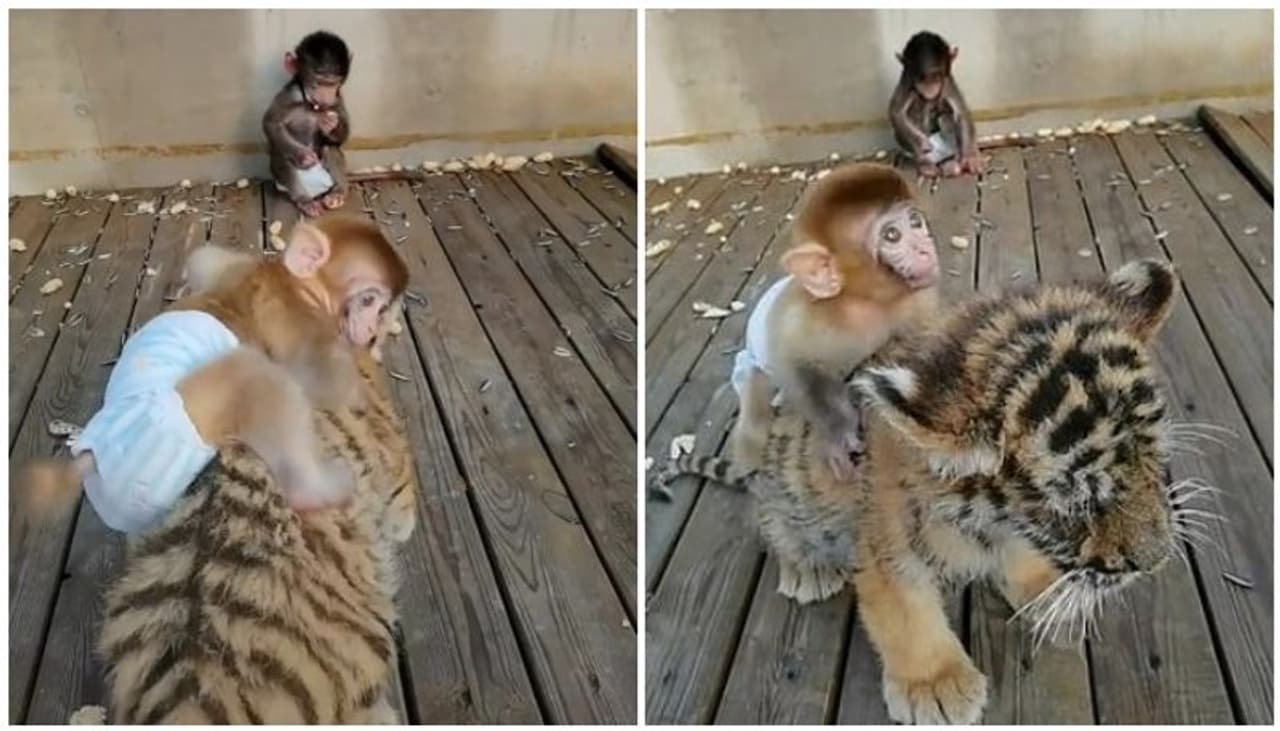 <p>മൃഗശാലയിലെ കുട്ടിക്കുറുമ്പനായ കുരങ്ങന് കുഞ്ഞിന്റെ ബെസ്റ്റ് ഫ്രണ്ട് കടുവക്കുഞ്ഞ്. ചൈനയിലെ മൃഗശാലയിലാണ് കടുവയുടേയും കുരങ്ങിന്റേയും അപൂര്വ്വ സൌഹൃദത്തിന്റെ ദൃശ്യങ്ങള് കാണാന് സാധിക്കുക. </p> <p>മൃഗശാലയിലെ കുട്ടിക്കുറുമ്പനായ കുരങ്ങന് കുഞ്ഞിന്റെ ബെസ്റ്റ് ഫ്രണ്ട് കടുവക്കുഞ്ഞ്. ചൈനയിലെ മൃഗശാലയിലാണ് കടുവയുടേയും കുരങ്ങിന്റേയും അപൂര്വ്വ സൌഹൃദത്തിന്റെ ദൃശ്യങ്ങള് കാണാന് സാധിക്കുക. </p>