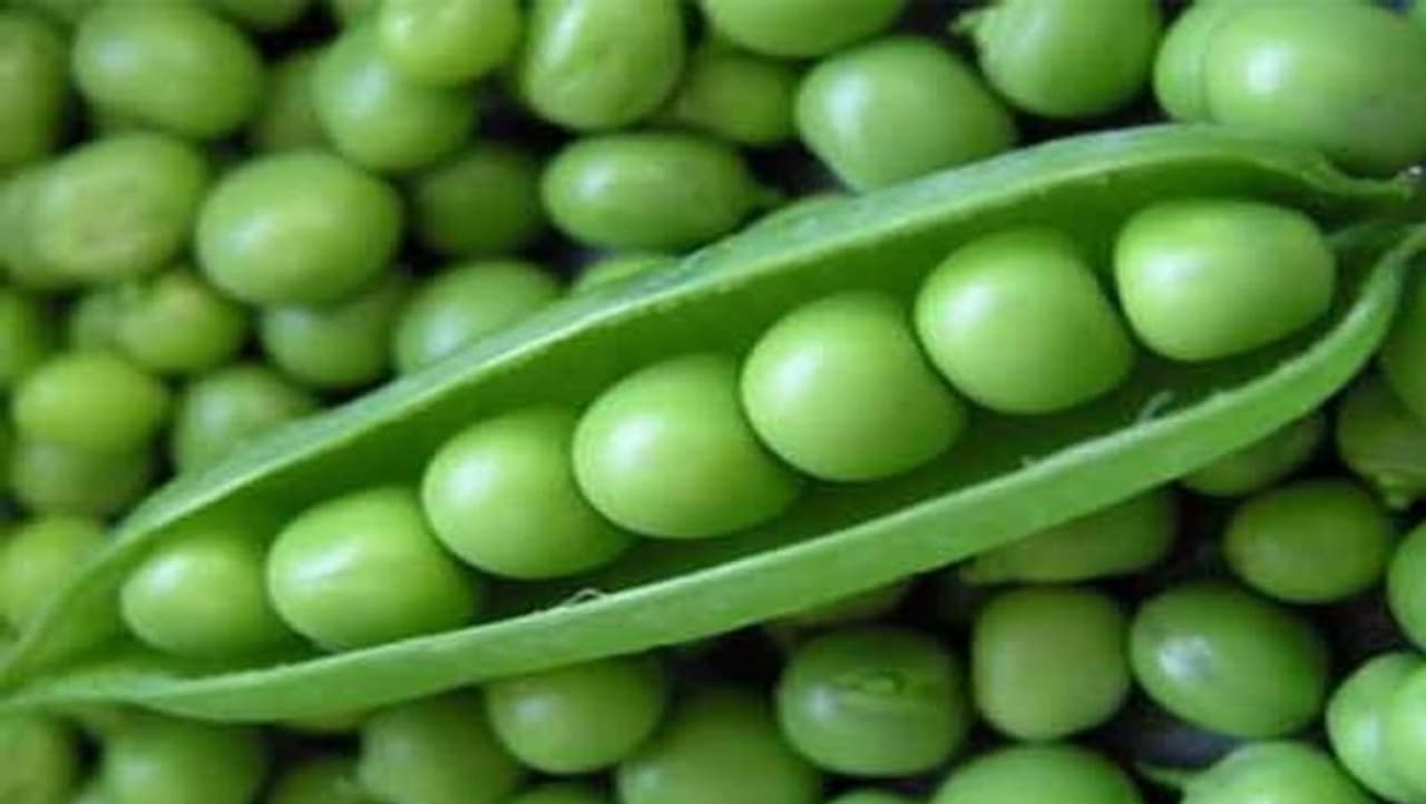<p>ಒಣಗಿದ ಬಟಾಣಿಗಳು ಯಾವಾಗಲೂ ದೊರೆತರೂ ಫ್ರೆಶ್ ಹಸಿರು ಬಟಾಣಿಗಳ ರುಚಿ ಎಲ್ಲರಿಗೂ ಇಷ್ಟವಾಗುತ್ತದೆ. ತಾಜಾ ಬಟಾಣಿ ನವೆಂಬರ್ ಆರಂಭದಿಂದ ಮಾರ್ಚ್ವರೆಗೆ ಎಲ್ಲರ ಅಡುಗೆಮನೆಯಲ್ಲಿ ಧಾರಾಳವಾಗಿ ಕಂಡುಬರುತ್ತದೆ. </p> <p>ಒಣಗಿದ ಬಟಾಣಿಗಳು ಯಾವಾಗಲೂ ದೊರೆತರೂ ಫ್ರೆಶ್ ಹಸಿರು ಬಟಾಣಿಗಳ ರುಚಿ ಎಲ್ಲರಿಗೂ ಇಷ್ಟವಾಗುತ್ತದೆ. ತಾಜಾ ಬಟಾಣಿ ನವೆಂಬರ್ ಆರಂಭದಿಂದ ಮಾರ್ಚ್ವರೆಗೆ ಎಲ್ಲರ ಅಡುಗೆಮನೆಯಲ್ಲಿ ಧಾರಾಳವಾಗಿ ಕಂಡುಬರುತ್ತದೆ. </p>
