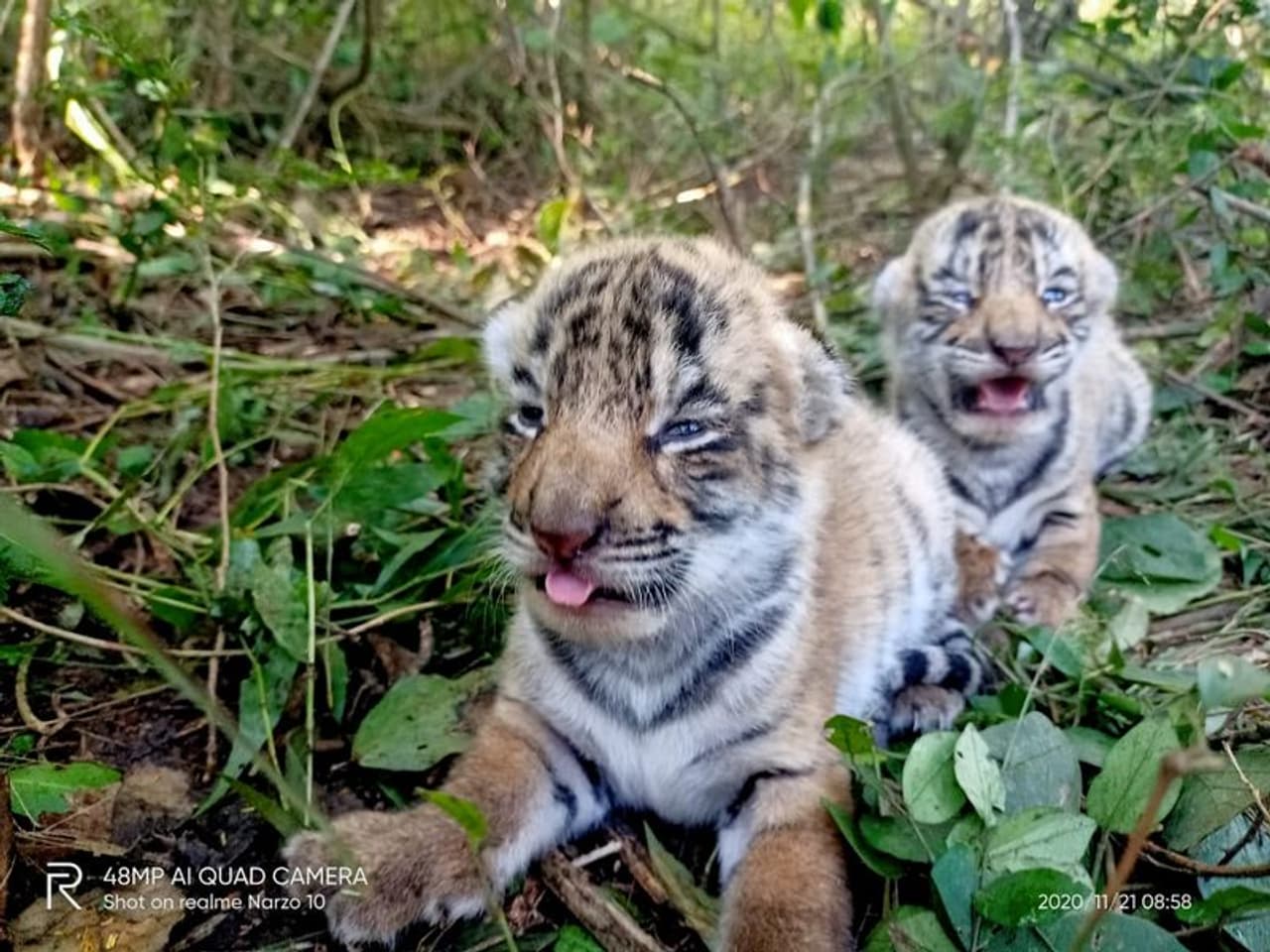 <p>മുതുമല വന്യജീവി സങ്കേതത്തില് കടുവ ചത്തത് അറിഞ്ഞ് എത്തിയതായിരുന്നു വനപാലകര്. </p> <p>മുതുമല വന്യജീവി സങ്കേതത്തില് കടുവ ചത്തത് അറിഞ്ഞ് എത്തിയതായിരുന്നു വനപാലകര്. </p>
