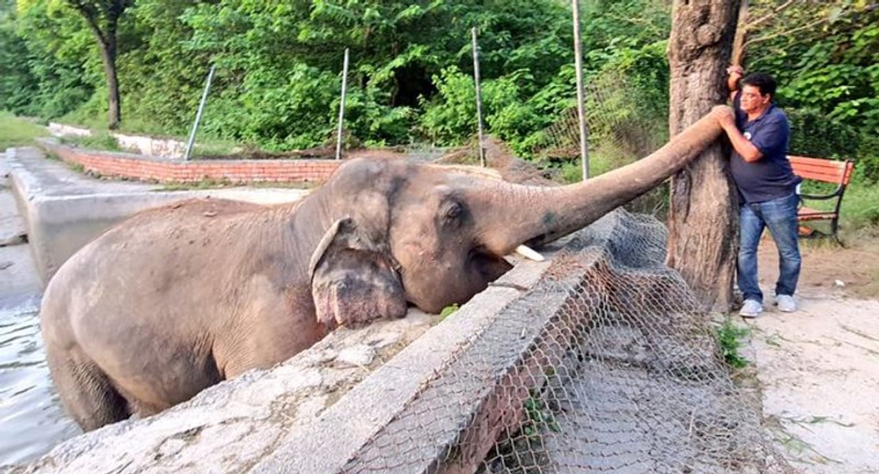 <p><br />ലോകമെങ്ങുമുള്ള അനേകം മനുഷ്യരുടെ നിരന്തരശ്രമത്തെ തുടര്ന്നാണ് പാക് നിയമങ്ങളുടെ ചുവപ്പു നാടകളാകെ അഴിച്ചെടുത്ത് ഈ ആന മോചിതനാവുന്നത്. </p> <p><br />ലോകമെങ്ങുമുള്ള അനേകം മനുഷ്യരുടെ നിരന്തരശ്രമത്തെ തുടര്ന്നാണ് പാക് നിയമങ്ങളുടെ ചുവപ്പു നാടകളാകെ അഴിച്ചെടുത്ത് ഈ ആന മോചിതനാവുന്നത്. </p>