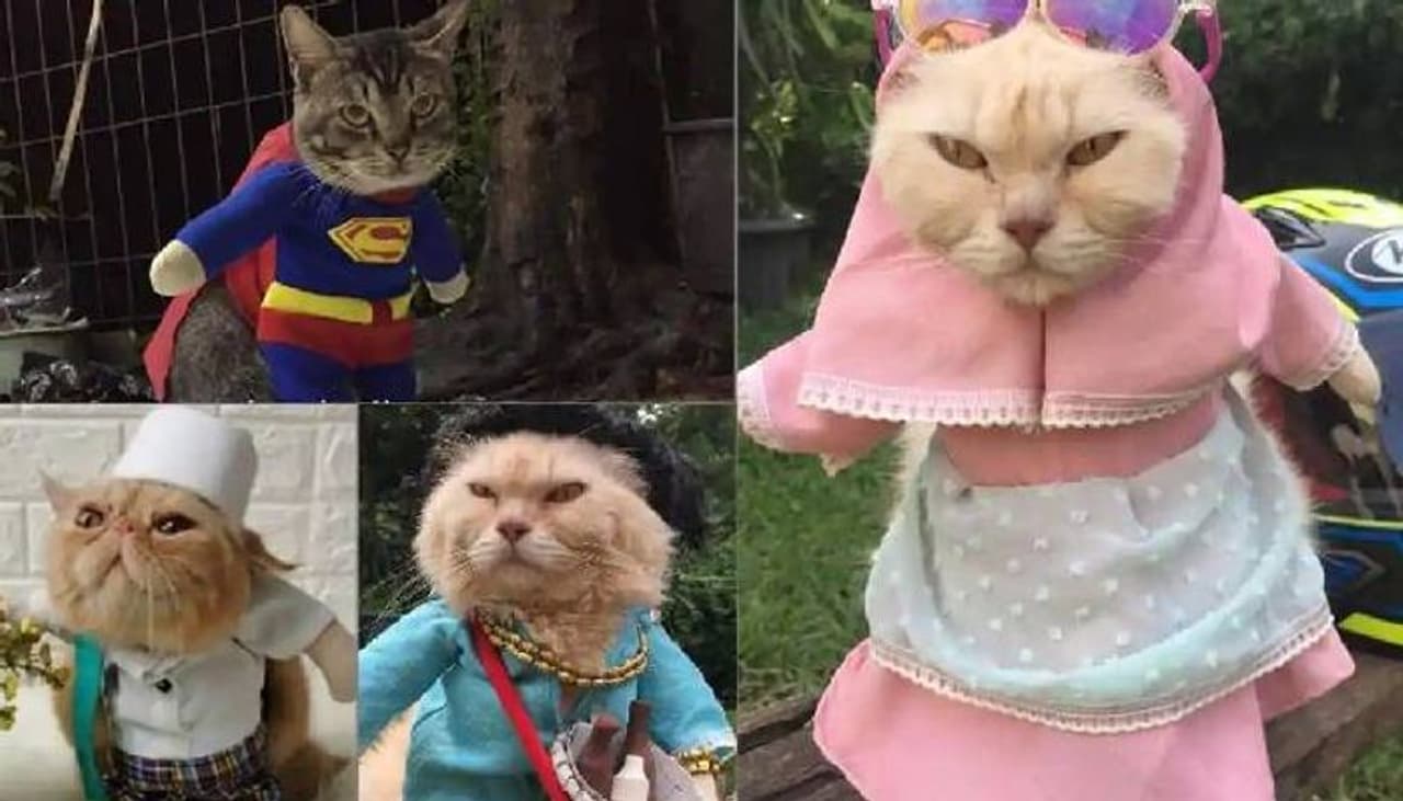 <p>പൂച്ചകള്ക്ക് വ്യത്യസ്തമായ ഫാഷന് വസ്ത്രങ്ങളൊരുക്കിയിരിക്കുകയാണ് ഇന്തോനേഷ്യയിലെ ഫാഷന് ഡിസൈനറായ ഫ്രെഡി ലുഗിന പ്രിയാര്ഡി. <br /> </p> <p>പൂച്ചകള്ക്ക് വ്യത്യസ്തമായ ഫാഷന് വസ്ത്രങ്ങളൊരുക്കിയിരിക്കുകയാണ് ഇന്തോനേഷ്യയിലെ ഫാഷന് ഡിസൈനറായ ഫ്രെഡി ലുഗിന പ്രിയാര്ഡി. <br /> </p>