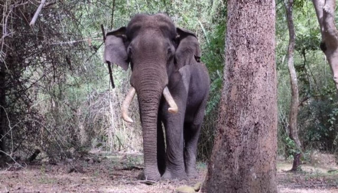 <p>മസിനഗുഡി ശിങ്കാരറേഞ്ചിലെ ബൊക്കാപുരം വനത്തില് പരിക്കേറ്റ് അലയുന്ന കാട്ടാനയെ വനപാലകര് ശ്രദ്ധിക്കുന്നത് ആനയുടെ പെരുമാറ്റത്തില് നിന്നാണ്.</p> <p>മസിനഗുഡി ശിങ്കാരറേഞ്ചിലെ ബൊക്കാപുരം വനത്തില് പരിക്കേറ്റ് അലയുന്ന കാട്ടാനയെ വനപാലകര് ശ്രദ്ധിക്കുന്നത് ആനയുടെ പെരുമാറ്റത്തില് നിന്നാണ്.</p>