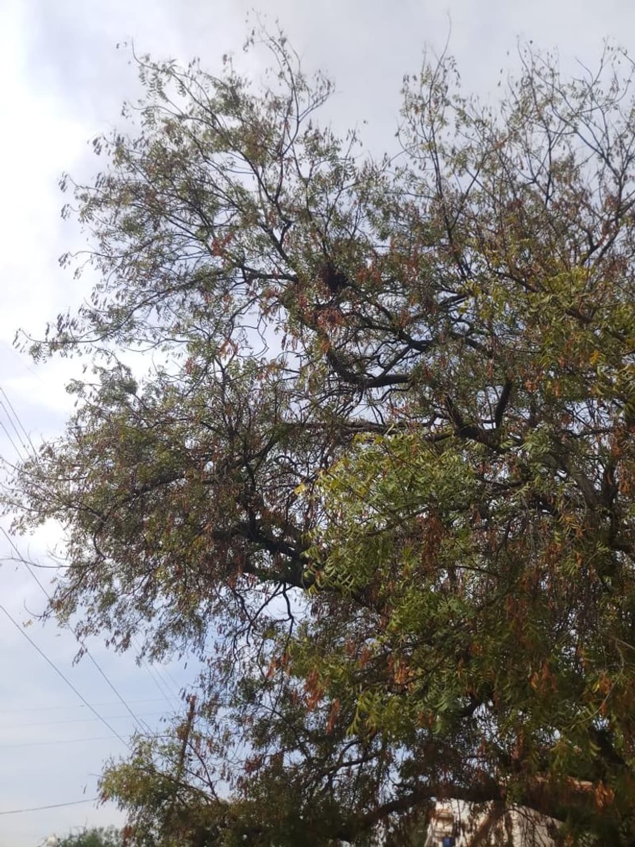 <p>ಇದು ಅರಣ್ಯ ಇಲಾಖೆಯ ಅಧಿಕಾರಿಗಳಿಗೆ ಹಾಗೂ ಕೃಷಿ ವಿಜ್ಞಾನ ಕೇಂದ್ರವದವರಿಗೂ ಹೊಸ ಸಮಸ್ಯೆಯಾಗಿ ಕಾಣುತ್ತಿದೆ. ಮೊದಲ ಬಾರಿ ಇಂಥದ್ದೊಂದು ಸಮಸ್ಯೆಯನ್ನು ಕಾಣುತ್ತಿದ್ದೇವೆ ಎನ್ನುತ್ತಾರೆ ಅರಣ್ಯ ಇಲಾಖೆಯ ಅಧಿಕಾರಿಗಳು. ಮಳೆಗಾಲ ಈಗಷ್ಟೇ ಮುಗಿದಿದ್ದು, ಆಗಾಗ ಮಳೆ ಬರುತ್ತಿರುವ ಹಿನ್ನೆಲೆಯಲ್ಲಿ ಹಸಿರಿನಿಂದ ಕಂಗೊಳಿಸಬೇಕಾದ ಬೇವಿನ ಮರಗಳು ಮಾತ್ರ ಏಕಾಏಕಿ ಒಣಗಲಾರಂಭಿಸಿವೆ.</p> <p>ಇದು ಅರಣ್ಯ ಇಲಾಖೆಯ ಅಧಿಕಾರಿಗಳಿಗೆ ಹಾಗೂ ಕೃಷಿ ವಿಜ್ಞಾನ ಕೇಂದ್ರವದವರಿಗೂ ಹೊಸ ಸಮಸ್ಯೆಯಾಗಿ ಕಾಣುತ್ತಿದೆ. ಮೊದಲ ಬಾರಿ ಇಂಥದ್ದೊಂದು ಸಮಸ್ಯೆಯನ್ನು ಕಾಣುತ್ತಿದ್ದೇವೆ ಎನ್ನುತ್ತಾರೆ ಅರಣ್ಯ ಇಲಾಖೆಯ ಅಧಿಕಾರಿಗಳು. ಮಳೆಗಾಲ ಈಗಷ್ಟೇ ಮುಗಿದಿದ್ದು, ಆಗಾಗ ಮಳೆ ಬರುತ್ತಿರುವ ಹಿನ್ನೆಲೆಯಲ್ಲಿ ಹಸಿರಿನಿಂದ ಕಂಗೊಳಿಸಬೇಕಾದ ಬೇವಿನ ಮರಗಳು ಮಾತ್ರ ಏಕಾಏಕಿ ಒಣಗಲಾರಂಭಿಸಿವೆ.</p>