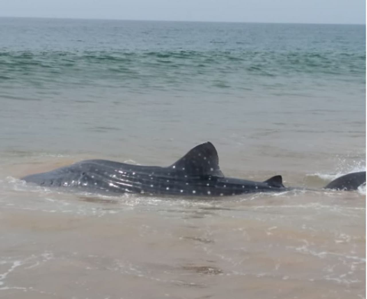 <p>കഴിഞ്ഞ കുറച്ചേറെ മാസങ്ങളായിട്ട് കടല്തീരത്തെ വീടുകള് പാതി പട്ടിണിയിലോ മുഴുവന് പട്ടിണിയിലൂടെയോ ആണ് കടന്ന് പോകുന്നത്. ആദ്യം കൊറോണയും പിന്നെ ഒന്നിന് പുറകേ ഒന്നായി വീശുന്ന ചുഴലിക്കാറ്റുകളും കടലിലേക്കിറങ്ങാന് മത്സ്യത്തൊഴിലാളികളെ തടയുന്നു. കടലിലിറങ്ങിയില്ലെങ്കില് ഇന്നും അടുപ്പു പുകയാന് മറ്റ് വഴികള് മത്സ്യത്തൊഴിലാളിക്ക് മുന്നിലില്ല. (മത്സ്യത്തൊഴിലാളികള് രക്ഷപ്പെടുത്തി കടലിലേക്ക് തന്നെ വിട്ട വെള്ളുടുമ്പ് അഥവാ തിമിംഗല സ്രാവ് )</p> <p>കഴിഞ്ഞ കുറച്ചേറെ മാസങ്ങളായിട്ട് കടല്തീരത്തെ വീടുകള് പാതി പട്ടിണിയിലോ മുഴുവന് പട്ടിണിയിലൂടെയോ ആണ് കടന്ന് പോകുന്നത്. ആദ്യം കൊറോണയും പിന്നെ ഒന്നിന് പുറകേ ഒന്നായി വീശുന്ന ചുഴലിക്കാറ്റുകളും കടലിലേക്കിറങ്ങാന് മത്സ്യത്തൊഴിലാളികളെ തടയുന്നു. കടലിലിറങ്ങിയില്ലെങ്കില് ഇന്നും അടുപ്പു പുകയാന് മറ്റ് വഴികള് മത്സ്യത്തൊഴിലാളിക്ക് മുന്നിലില്ല. (മത്സ്യത്തൊഴിലാളികള് രക്ഷപ്പെടുത്തി കടലിലേക്ക് തന്നെ വിട്ട വെള്ളുടുമ്പ് അഥവാ തിമിംഗല സ്രാവ് )</p>