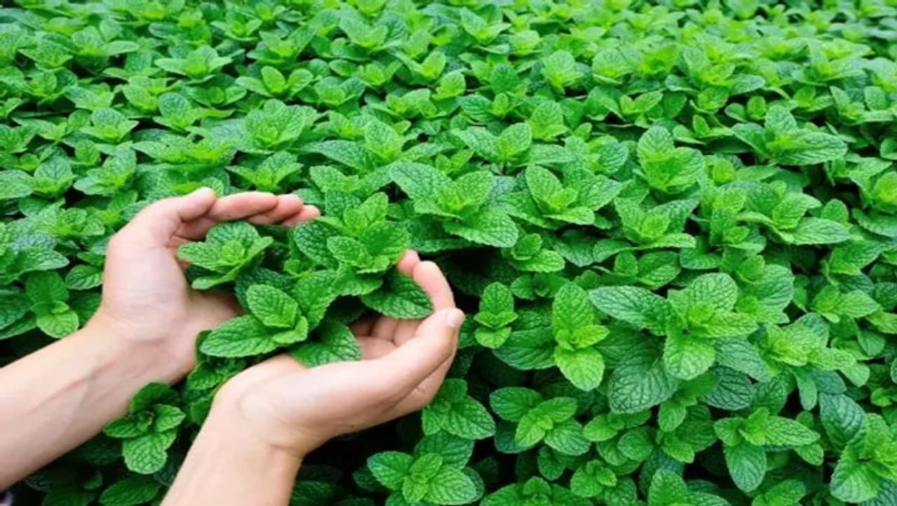 <p style="text align: justify;">ಪುದಿನಾ ಎಲೆಗಳ ಆರೋಗ್ಯ ಪ್ರಯೋಜನಗಳು<br />ಪುದಿನಾದಲ್ಲಿರುವ ಸಾರಭೂತ ತೈಲಗಳು ಹಲ್ಲುನೋವಿನ ಸಮಸ್ಯೆಗಳಿಗೆ ಪ್ರಯೋಜನಕಾರಿ. ಈ ಎಲೆಗಳಲ್ಲಿ ವಿಟಮಿನ್ ಎ, ಸಿ ಮತ್ತು ಬಿ ಕಾಂಪ್ಲೆಕ್ಸ್ ಇದ್ದು, ಇದರಿಂದ ಚರ್ಮವು ಉತ್ತಮಗೊಂಡು ರೋಗ ನಿರೋಧಕ ಶಕ್ತಿಯನ್ನು ಹೆಚ್ಚಿಸುತ್ತದೆ.&nbsp;</p>