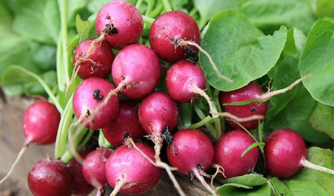 <p>If you are on a weight loss diet, you may have heard people advising you to cut down on carb intake. The advice is often misinterpreted and we start eliminating all the carb sources from our diet, which puts our health at stake.</p> <p>If you are on a weight loss diet, you may have heard people advising you to cut down on carb intake. The advice is often misinterpreted and we start eliminating all the carb sources from our diet, which puts our health at stake.</p>