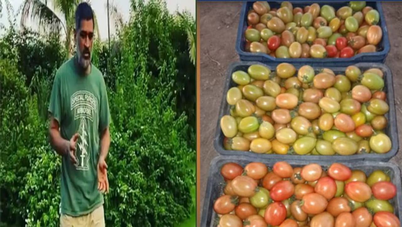 <p>ಮಹೇಂದ್ರ ಸಿಂಗ್ ಧೋನಿ ಕೃಷಿ ಮೇಲಿನ ಪ್ರೀತಿಯ ಬಗ್ಗೆ ಯಾರಿಗೂ ಪ್ರತ್ಯೇಕವಾಗಿ ಹೇಳಬೇಕಾಗಿಲ್ಲ.<br /> </p> <p>ಮಹೇಂದ್ರ ಸಿಂಗ್ ಧೋನಿ ಕೃಷಿ ಮೇಲಿನ ಪ್ರೀತಿಯ ಬಗ್ಗೆ ಯಾರಿಗೂ ಪ್ರತ್ಯೇಕವಾಗಿ ಹೇಳಬೇಕಾಗಿಲ್ಲ.<br /> </p>