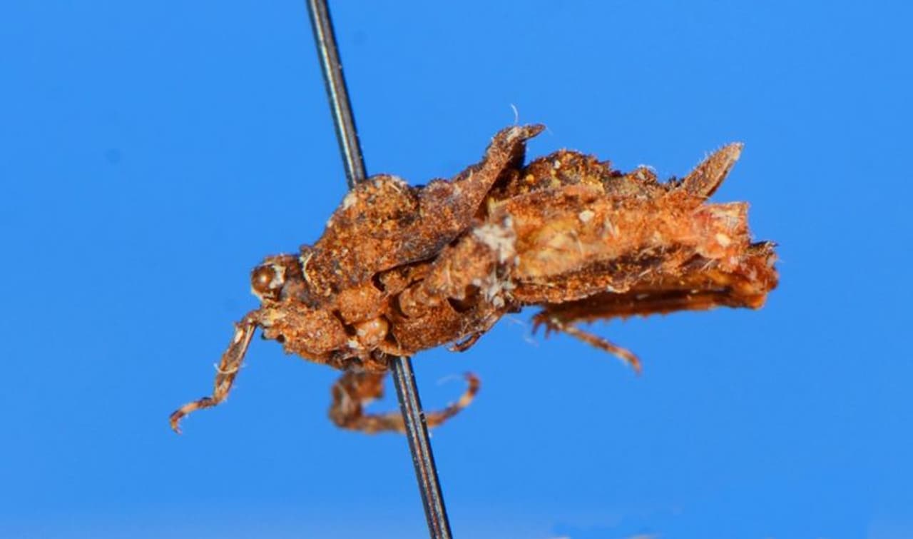 <p>കാര്യം പുല്‍ച്ചാടിയാണെങ്കിലും ആളൊരിത്തിരി കുഞ്ഞനാണ്. 6 മില്ലീമീറ്റര്‍ മുതല്‍ 7.5 മില്ലീ മീറ്റര്‍വരെയാണ് ഒത്ത ഒരു ശിവാസ് പിഗ്മി തൃശൂല പുല്‍ച്ചാടിയുടെ നീളം.&nbsp;</p>