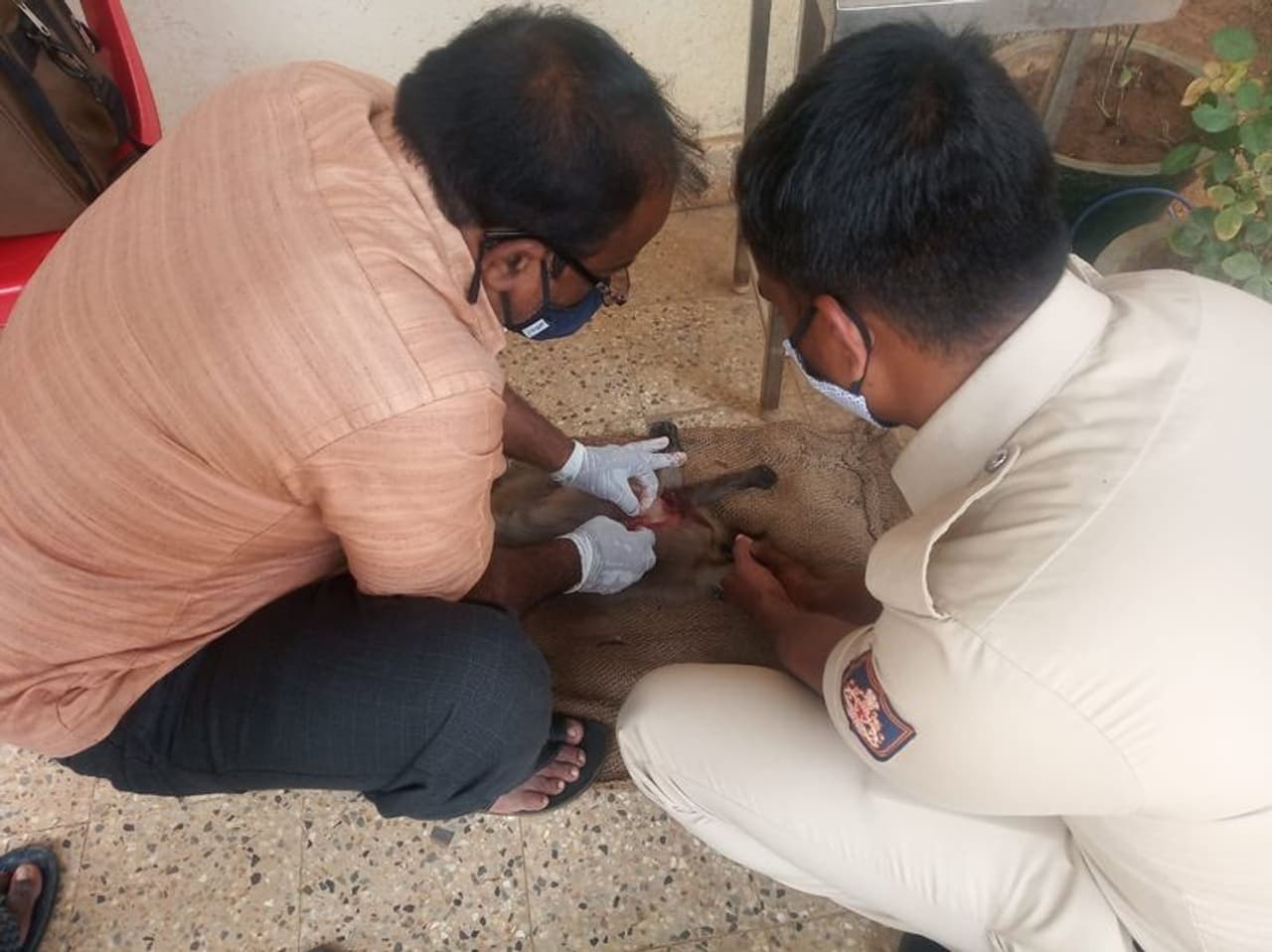 <p>ಮುಂಡಗೋಡ ಪಟ್ಟಣದ ಬಡ್ಡಿಗೇರಿ ಕ್ರಾಸ್ ಬಳಿ ಅಪರಿಚಿತ ವಾಹನ ಡಿಕ್ಕಿ ಹೊಡೆದಿದ್ದರಿಂದ ಗಂಭೀರವಾಗಿ ಗಾಯಗೊಂಡಿದ್ದ ಮಂಗ</p> <p>ಮುಂಡಗೋಡ ಪಟ್ಟಣದ ಬಡ್ಡಿಗೇರಿ ಕ್ರಾಸ್ ಬಳಿ ಅಪರಿಚಿತ ವಾಹನ ಡಿಕ್ಕಿ ಹೊಡೆದಿದ್ದರಿಂದ ಗಂಭೀರವಾಗಿ ಗಾಯಗೊಂಡಿದ್ದ ಮಂಗ</p>