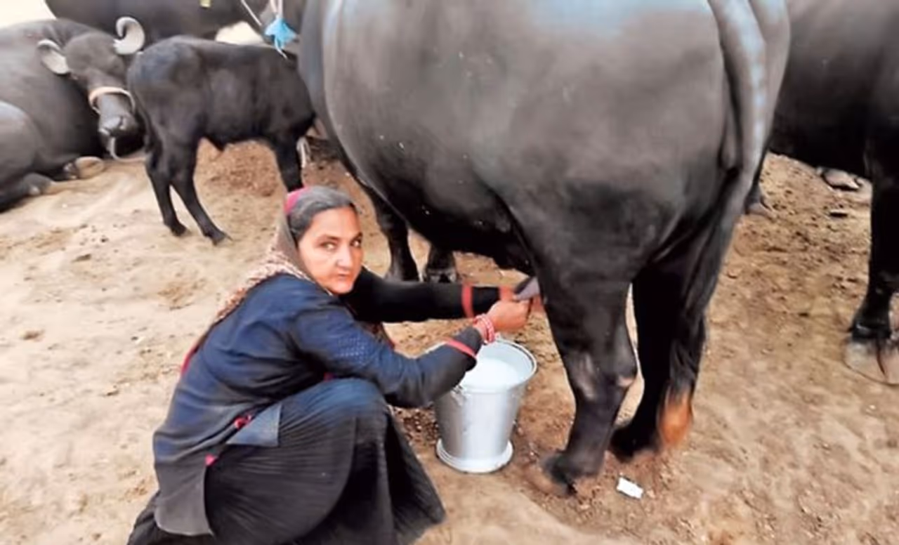 <p>A 62 year old woman from Gujarat has done a wonderful job by selling milk worth 10 million rupees in just one year</p>