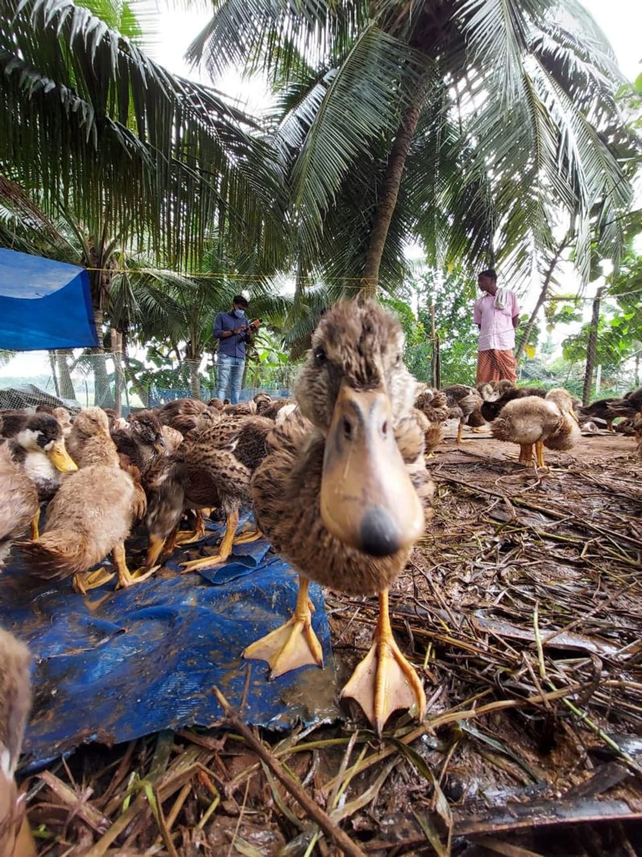 <p>രോഗം സ്ഥിരീകരിച്ച ആലപ്പുഴ കോട്ടയം ജില്ലകളിൽ കളക്ടർമാരുടെ നേത്യത്വത്തിൽ ജാഗ്രത നിർദ്ദേശങ്ങൾ നൽകി. രണ്ട് ജില്ലകളിലും കൺട്രോൾ റൂം തുറന്നു. ദ്രുതകർമ സേനകളെ ഇവിടേയ്ക്ക് നിയോഗിച്ചു.&nbsp;</p>