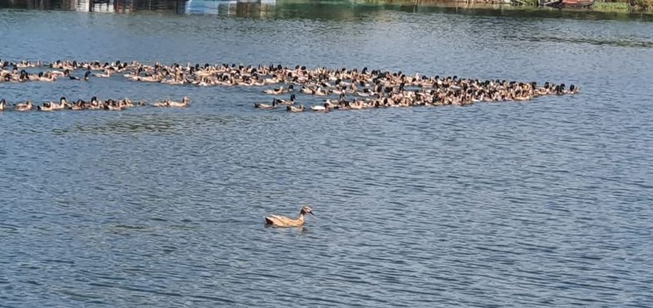 <p>സംസ്ഥാനത്ത് രണ്ട് ജില്ലകളിൽ രോഗം സ്ഥിരീകരിച്ച സാഹചര്യത്തിൽ പക്ഷിപ്പനി സംസ്ഥാന ദുരന്തമായി കേന്ദ്ര സർക്കാർ പ്രഖ്യാപിച്ചു. രോഗം കൂടുതൽ പടരാതിരിക്കാനുള്ള പ്രതിരോധ നടപടികൾ ആരംഭിച്ചു. അതീവജാഗ്രത വേണമെന്ന് സംസ്ഥാനങ്ങളോട് കേന്ദ്രം നിര്ദ്ദേശിച്ചു. </p> <p>സംസ്ഥാനത്ത് രണ്ട് ജില്ലകളിൽ രോഗം സ്ഥിരീകരിച്ച സാഹചര്യത്തിൽ പക്ഷിപ്പനി സംസ്ഥാന ദുരന്തമായി കേന്ദ്ര സർക്കാർ പ്രഖ്യാപിച്ചു. രോഗം കൂടുതൽ പടരാതിരിക്കാനുള്ള പ്രതിരോധ നടപടികൾ ആരംഭിച്ചു. അതീവജാഗ്രത വേണമെന്ന് സംസ്ഥാനങ്ങളോട് കേന്ദ്രം നിര്ദ്ദേശിച്ചു. </p>