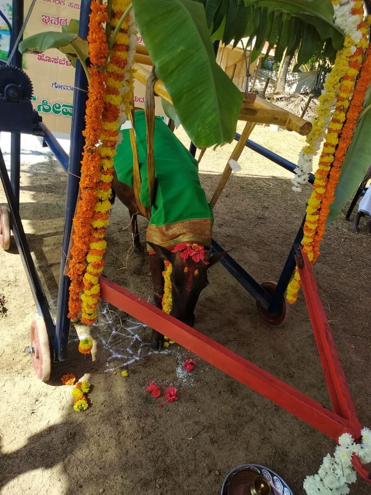 <p>ಮಣಿಪಾಲದ ಹೊಸಬೆಳಕು ಆಶ್ರಮದಲ್ಲಿ ಅನಾಥ ಗಾಯಾಳು ಗಬ್ಬದ ಹಸು ಗೌರಿಗೆ ಬುಧವಾರ ಆಶ್ರಮ ಮತ್ತು ಉಡುಪಿ ಜಿಲ್ಲಾ ನಾಗರಿಕ ಸಮಿತಿ ಟ್ರಸ್ಟ್ ವತಿಯಿಂದ ಸೀಮಂತ ಶಾಸ್ತ್ರ ನಡೆಸಲಾಯಿತು.</p> <p>ಮಣಿಪಾಲದ ಹೊಸಬೆಳಕು ಆಶ್ರಮದಲ್ಲಿ ಅನಾಥ ಗಾಯಾಳು ಗಬ್ಬದ ಹಸು ಗೌರಿಗೆ ಬುಧವಾರ ಆಶ್ರಮ ಮತ್ತು ಉಡುಪಿ ಜಿಲ್ಲಾ ನಾಗರಿಕ ಸಮಿತಿ ಟ್ರಸ್ಟ್ ವತಿಯಿಂದ ಸೀಮಂತ ಶಾಸ್ತ್ರ ನಡೆಸಲಾಯಿತು.</p>