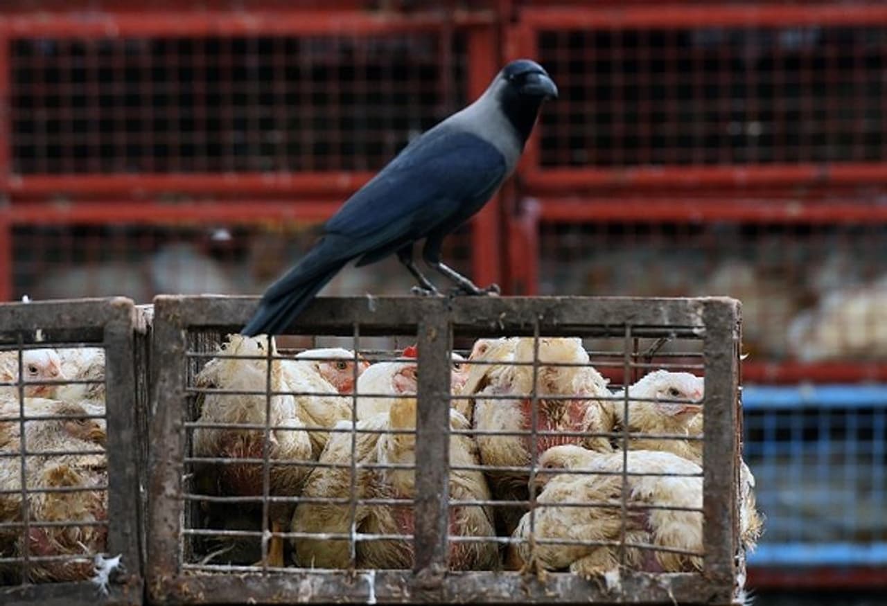 <p style="text align: justify;">ಭಾರತದಲ್ಲಿ ಕೊರೋನಾ ವೈರಸ್ ಜೊತೆಗೆ ಇದೀಗ ಹಕ್ಕಿ ಜ್ವರ ಮತ್ತಷ್ಟು ಆತಂಕ ತಂದಿದೆ. ಒಂದೊಂದೆ ರಾಜ್ಯಗಳಲ್ಲಿ ಹಕ್ಕಿ ಜ್ವರ ಪ್ರಕರಣಗಳು ಕಾಣಿಸಿಕೊಳ್ಳುತ್ತಿದೆ.</p> <p style="text align: justify;">ಭಾರತದಲ್ಲಿ ಕೊರೋನಾ ವೈರಸ್ ಜೊತೆಗೆ ಇದೀಗ ಹಕ್ಕಿ ಜ್ವರ ಮತ್ತಷ್ಟು ಆತಂಕ ತಂದಿದೆ. ಒಂದೊಂದೆ ರಾಜ್ಯಗಳಲ್ಲಿ ಹಕ್ಕಿ ಜ್ವರ ಪ್ರಕರಣಗಳು ಕಾಣಿಸಿಕೊಳ್ಳುತ್ತಿದೆ.</p>