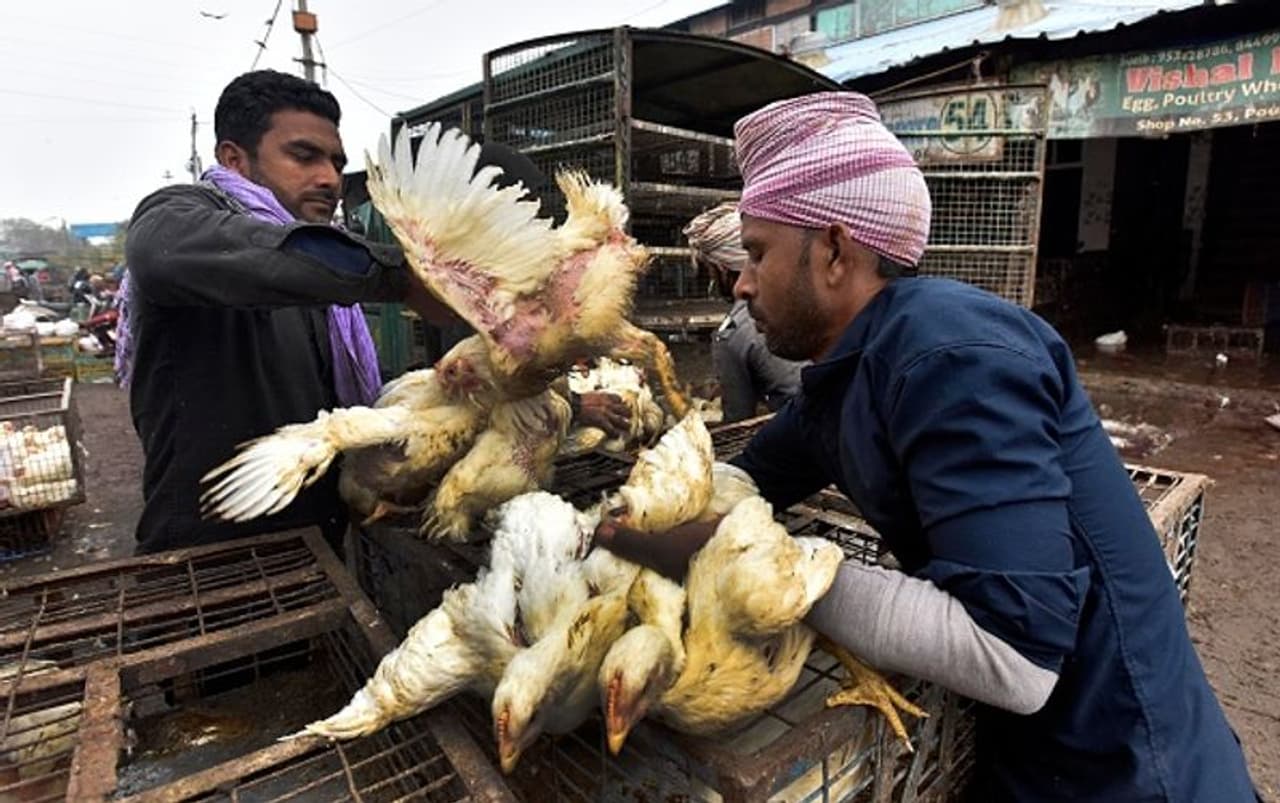 <p>ದೇಶಾದ್ಯಂತ ಸದ್ಯ ಹಕ್ಕಿ ಜ್ವರ ಹಬ್ಬಿದೆ. ರಾಜಸ್ಥಾನ, ಮಧ್ಯಪ್ರದೇಶ ಹಾಗೂ ಹಿಮಾಚಲ ಪ್ರದೇಶದಲ್ಲಿ ಒಂದಾದ ಬಳಿಕ ಮತ್ತೊಂದು ಹೀಗೆ ಅನೇಕ ಹಕ್ಕಿಗಳು ಸಾವನ್ನಪ್ಪಿವೆ. ಇದರಿಂದ ಭಾರೀ ಆತಂಕ ಸೃಷ್ಟಿಯಾಗಿದ್ದು, ಈ ರಾಜ್ಯಗಳಲ್ಲಿ ಅಲರ್ಟ್ ಘೋಷಿಸಲಾಗಿದೆ. </p> <p>ದೇಶಾದ್ಯಂತ ಸದ್ಯ ಹಕ್ಕಿ ಜ್ವರ ಹಬ್ಬಿದೆ. ರಾಜಸ್ಥಾನ, ಮಧ್ಯಪ್ರದೇಶ ಹಾಗೂ ಹಿಮಾಚಲ ಪ್ರದೇಶದಲ್ಲಿ ಒಂದಾದ ಬಳಿಕ ಮತ್ತೊಂದು ಹೀಗೆ ಅನೇಕ ಹಕ್ಕಿಗಳು ಸಾವನ್ನಪ್ಪಿವೆ. ಇದರಿಂದ ಭಾರೀ ಆತಂಕ ಸೃಷ್ಟಿಯಾಗಿದ್ದು, ಈ ರಾಜ್ಯಗಳಲ್ಲಿ ಅಲರ್ಟ್ ಘೋಷಿಸಲಾಗಿದೆ. </p>