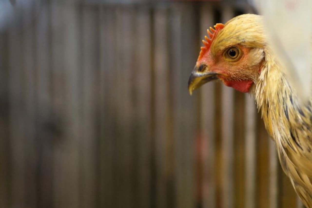 <p>బర్డ్ ఫ్లూ కరోనా అంతటి ప్రమాదకారేనా? దీని లక్షణాలేమిటి? చికిత్స ఉందా? ఎలాంటి జాగ్రత్తలు తీసుకోవాలి? చికెన్ తినడం మానేస్తే సరిపోతుందా? అనే అనుమానాలు చాలామందిని వేధిస్తున్నాయి. బర్డ్ ప్లూ వేగంగా విస్తరిస్తున్న నేటి తరుణంలో దీని గురించి కొంత అవగాహన ఉండడం మంచిది. </p> <p>బర్డ్ ఫ్లూ కరోనా అంతటి ప్రమాదకారేనా? దీని లక్షణాలేమిటి? చికిత్స ఉందా? ఎలాంటి జాగ్రత్తలు తీసుకోవాలి? చికెన్ తినడం మానేస్తే సరిపోతుందా? అనే అనుమానాలు చాలామందిని వేధిస్తున్నాయి. బర్డ్ ప్లూ వేగంగా విస్తరిస్తున్న నేటి తరుణంలో దీని గురించి కొంత అవగాహన ఉండడం మంచిది. </p>